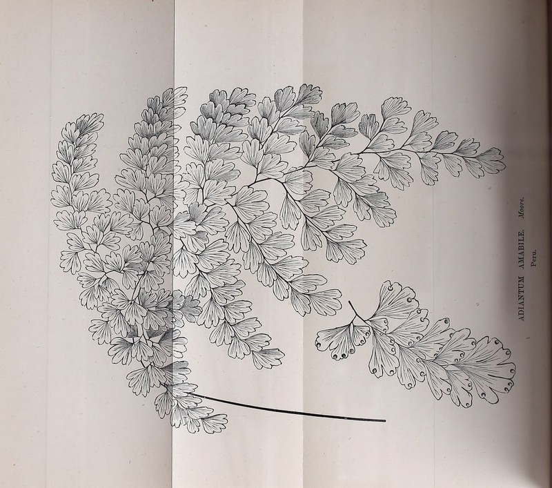 ADIANTUM AMABILE. .Voon.