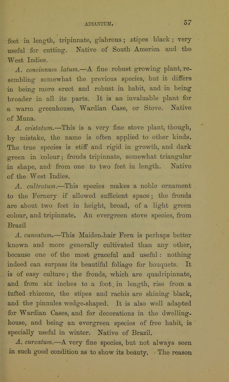 feet in length, tripinnate, glabrous; stipes black; very useful for cutting. Native of South America ancl the West Indies. A. concinnum latum.—A fine robust growing plant, re- sembling somewhat the previous species, but it differs in being more erect and robust in habit, and in being broader in all its parts. It is an invaluable plant for a warm greenhouse, Wardian Case, or Stove. Native of Muna. A. cnstatum.—This is a very fine stove plant, though, by mistake, the name is often applied to other kinds. The true species is stiff and rigid in growth, and dark green in 'colour ; fronds tripinnate, somewhat triangular in shape, and from one to two feet in length. Native of the West Indies. A. cultratum.—This species makes a noble ornament to the Fernery if allowed sufficient space; the fronds are about two feet in height, broad, of a light green colour, and tripinnate. An evergreen stove species, from Brazil A. cuneatum.—This Maiden-hair Fern is perhaps better known and more generally cultivated than any other, because one of the most graceful and useful : nothing indeed can surpass its beautiful foliage for bouquets. It is of easy culture ; the fronds, which are quadripinnate, and from six inches to a foot, in length, rise from a tufted rhizome, the stipes and rachis are shining black, and the pinnules wedge-shaped. It is also well adapted for Wardian Cases, and for decorations in the dwelling- house, and being an evergreen species of free habit, is specially useful in winter. Native of Brazil. A. curvalum.—A very fine species, but not always seen in such good condition as to show its beauty. The reason
