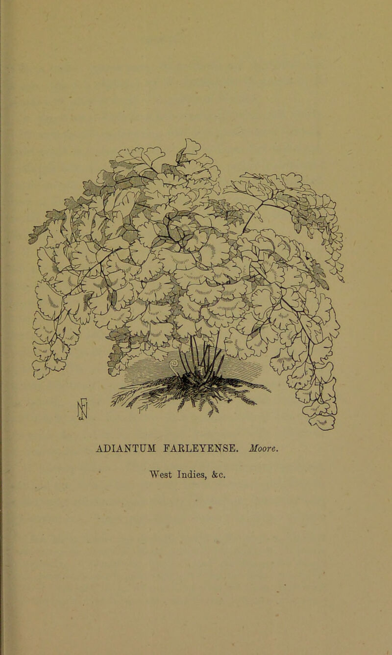 ADIANTUM FARLEYENSE. Moore. West Indies, &c.