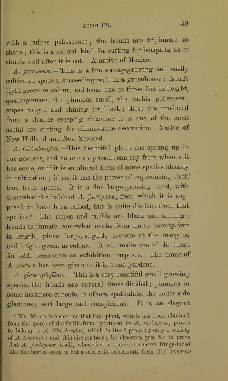 with a rufous pubescence ; the fronds are tripinnate in shape; this is a capital kind for cutting for bouquets, as it I stands well after it is cut. A native of Mexico. A. formosum — This is a fine strong-growing and easily I cultivated species, succeeding well in a greenhouse ; fronds light green in colour, and from one to three feet in height,. I quadripinnate, the pinnules small, the rachis pubescent; stipes rough, and shining’ jet black ; these are produced from a slender creeping- rhizome ; it is one of the most I useful for cutting for dinner-table decoration. Native of New Holland and New Zealand. A. Ghiesbreghti.—This beautiful plant has sprung up in I our gardens, and no one at present can say from whence it [ has come, or if it is an altered form of some species already j in cultivation ; if so, it has the power of reproducing itself I true from spores. It is a fine large-growing kind, with somewhat the habit of A. farleyense, from which it is sup- I posed to have been raised, but is quite distinct from that jj species.* The stipes and rachis are black and shining- ; | fronds tripinnate, somewhat ovate, from ten to twenty-four I in length; pinna) large, slightly crenate at the margins, I and bright green in colour. It will make one of the finest I for table decoration or exhibition purposes. The name of I A. scutum has been given to it in some gardens. A. glaucophyllum.—This is a very beautiful small-growing I species, the fronds are several times divided ; pinnules in I some instances cuneate, in others spathulate, the under side glaucous; sori large and conspicuous. It is an elegant * Mr. Moore in Con ns me that this plant, which has been obtained from the spores of the fertile frond produced by A. farleyense, proves I to belong to A. Qhiesbregliti, which is itself probably only a variety rof A. tcncruin; and this circumstance, he observes, goes far to prove that A. farleyense itself, whose fertile fronds are never fringe-lobed like the barren ones, is but a subfertile suberistate form of 'A. tcncruin