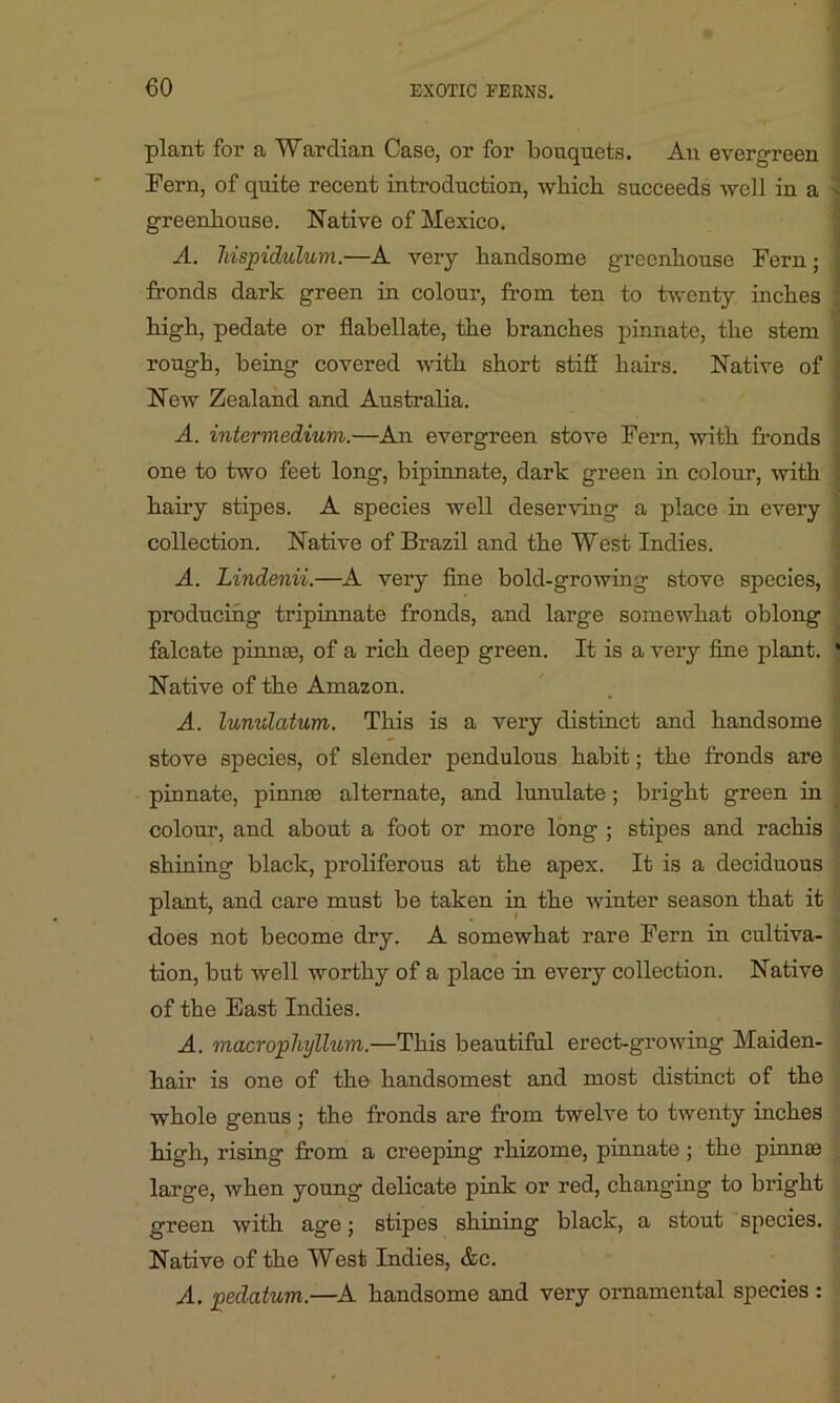 plant for a Wardian Case, or for bouquets. An evergreen Pern, of quite recent introduction, wbicb succeeds well in a greenhouse. Native of Mexico. A. hispidulum.—A very handsome greenhouse Fern; fronds dark green in colour, from ten to twenty inches high, pedate or flabellate, the branches pinnate, the stem rough, being covered with short stiff hairs. Native of New Zealand and Australia. A. intermedium.—An evergreen stove Fern, with fronds one to two feet long, bipinnate, dark green in colour, with hairy stipes. A species well deserving a place in every collection. Native of Brazil and the West Indies. A. Lindenii.—A very fine bold-growing stove species, producing tripinnate fronds, and large somewhat oblong falcate pirnne, of a rich deep green. It is a very fine plant. Native of the Amazon. A. lunulatum. This is a very distinct and handsome stove species, of slender pendulous habit; the fronds are pinnate, pinna; alternate, and lunulate; bright green in colour, and about a foot or more long ; stipes and rachis shining black, proliferous at the apex. It is a deciduous plant, and care must be taken in the winter season that it does not become dry. A somewhat rare Fern in cultiva- tion, but well worthy of a place in every collection. Native of the East Indies. A. macrophyllum.—This beautiful erect-growing Maiden- hair is one of the handsomest and most distinct of the whole genus ; the fronds are from twelve to twenty inches high, rising from a creeping rhizome, pinnate; the pinme large, when young delicate pink or red, changing to bright green with age; stipes shining black, a stout species. Native of the West Indies, &c. A. pedatum.—A handsome and very ornamental species :