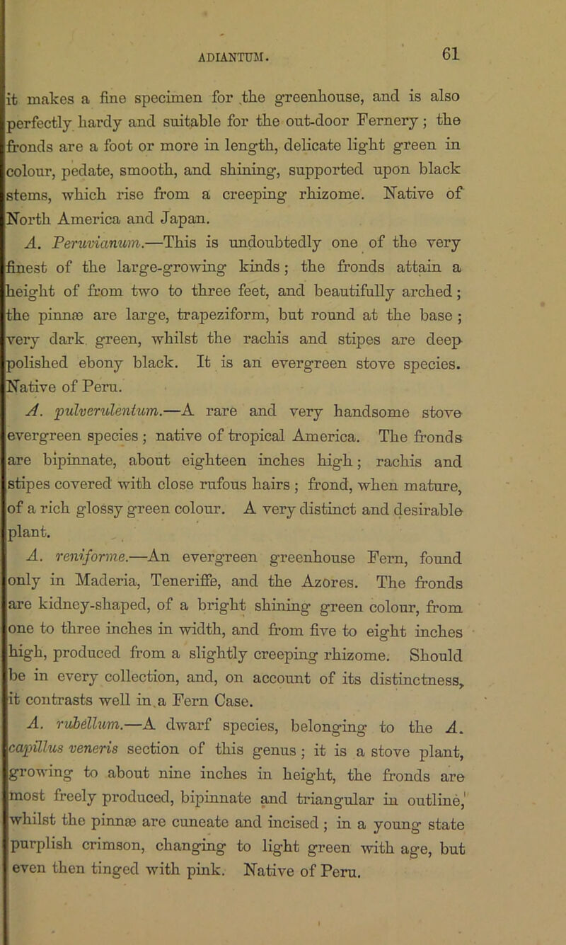 it makes a fine specimen for the greenhouse, and is also perfectly hardy and suitable for the out-door Fernery; the fronds are a foot or more in length, delicate light green in colour, pedate, smooth, and shining-, supported upon black stems, which rise from a creeping rhizome. Native of North America and Japan. A. Peruvianum.—This is undoubtedly one of the very finest of the large-growing kinds; the fronds attain a height of from two to three feet, and beautifully arched; the pinnae are large, trapeziform, but round at the base ; very dark green, whilst the rachis and stipes are deep polished ebony black. It is an evergreen stove species. Native of Peru. A. pulverulentum.—A rare and very handsome stove evergreen species ; native of tropical America. The fronds are bipinnate, about eighteen inches high; rachis and stipes covered with close rufous hairs ; frond, when mature, of a rich glossy green colour. A very distinct and desirable plant. A. reniforme.—An evergreen greenhouse Fern, found only in Maderia, Teneriffe, and the Azores. The fronds are kidney-shaped, of a bright shining green colour, from one to three inches in width, and from five to eight inches high, produced from a slightly creeping rhizome. Should be in every collection, and, on account of its distinctness, it contrasts well in, a Fern Case. A. rubdlum.—A dwarf species, belonging to the A. capillus veneris section of this genus ; it is a stove plant, growing to about nine inches in height, the fronds are most freely produced, bipinnate and triangular in outline,' whilst the pinna) are cuneate and incised; in a young state purplish crimson, changing to light green with age, but even then tinged with pink. Native of Peru.
