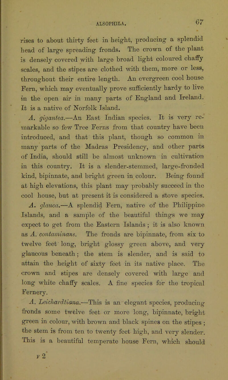 rises to about thirty feet in height, producing a splendid head of large spreading fronds. The crown of the plant is densely covered with larg-e broad light coloured chaffy scales, and the stipes are clothed with them, more or less, throughout their entire length. An evergreen cool house Fern, which may eventually prove sufficiently hardy to live in the open air in many parts of England and Ireland. It is a native of Norfolk Island. A. gigantea.—An East Indian species. It is very re- markable so few Tree Ferns from that country have been introduced, and that this plant, though so common in many parts of the Madras Presidency, and other parts of India, should still be almost unknown in cultivation in this country. It is a slender-stemmed, large-fronded kind, bipinnate, and bright green in colour. Being found at high elevations, this plant may probably succeed in the cool house, but at present it is considered a stove species. A. glaucci.—A splendid Fern, native of the Philippine Islands, and a sample of the beautiful things we may expect to get from the Eastern Islands ; it is also known as A. contaminans. The fronds are bipinnate, from six to twelve feet long, bright glossy green above, and very glaucous beneath; the stem is slender, and is said to attain the height of sixty feet in its native place. The crown and stipes are densely covered with large and long white chaffy scales. A fine species for the tropical Fernery. A. Leichardiiana.—This is an elegant species, producing fronds some twelve feet or more long, bipinnate, bright green in colour, with brown and black spines on the stipes ; the stem is from ten to twenty feet high, and very slender. This is a beautiful temperate house Fern, which should