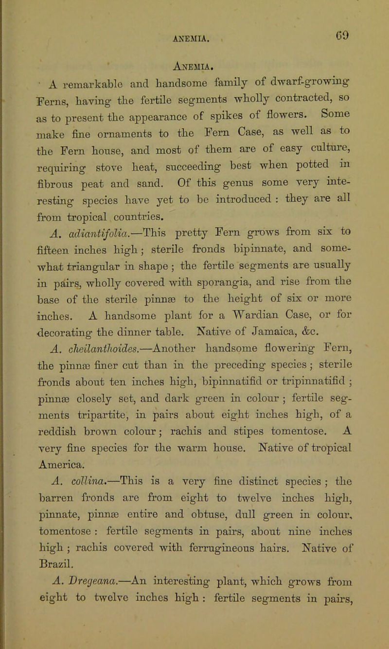 60 Anemia. ■ A remarkable and handsome family of dwarf-growing Ferns, having- the fertile segments wholly contracted, so as to present the appearance of spikes of flowers. Some make fine ornaments to the Fern Case, as well as to the Fern house, and most of them are of easy culture, requiring stove heat, succeeding’ best when potted in fibrous peat and sand. Of this genus some very inte- resting species have yet to be introduced : they are all from tropical countries. A. adiantifolia.—This pretty Fern grows from six to fifteen inches high; sterile fronds bipinnate, and some- what triangular in shape ; the fertile segments are usually in pairs, wholly covered with sporangia, and rise from the base of the sterile pinna; to the height of six or more inches. A handsome plant for a Wardian Case, or for decorating- the dinner table. Native of Jamaica, &c. A. clieilanthoides.—Another handsome flowering Fern, the pinme finer cut than in the preceding species ; sterile fronds about ten inches high, bipinnatifid or tripinnatifid ; pinme closely set, and dark green in colour ; fertile seg- ments tripartite, in pairs about eight inches high, of a reddish brown colour; rachis and stipes tomentose. A very fine species for the warm house. Native of tropical America. A. cottina.—This is a very fine distinct species ; the barren fronds are from eight to twelve inches high, pinnate, pinme entire and obtuse, dull green in colour, tomentose : fertile segments in pairs, about nine inches high ; rachis covered with ferrugineous hairs. Native of Brazil. A. Dregeana.—An interesting plant, which grows from eight to twelve inches high : fertile segments in pairs,