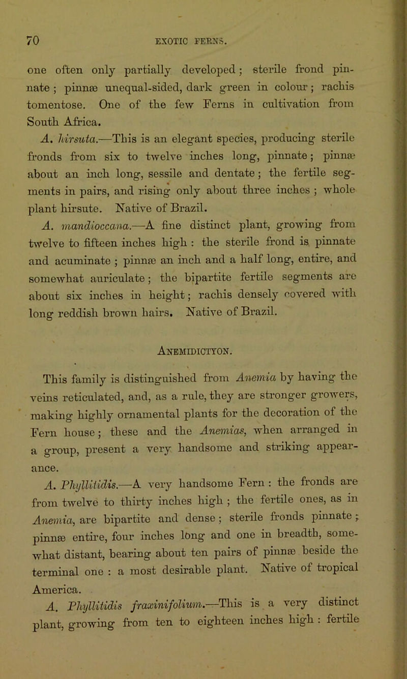 one often only partially developed; sterile frond pin- nate ; pinnco unequal-sided, dark green in colour; racliis tomentose. One of tlie few Ferns in cultivation from South Africa. A. Mrsuta.—This is an elegant species, producing sterile fronds from six to twelve inches long, pinnate; pinna* about an inch long, sessile and dentate; the fertile seg- ments in pairs, and rising only about three inches ; whole plant hirsute. Native of Brazil. A. mandioccana.—A fine distinct plant, growing from twelve to fifteen inches high : the sterile frond is pinnate and acuminate ; pinna an inch and a half long, entire, and somewhat auriculate; the bipartite fertile segments are about six inches in height; rachis densely covered with long reddish brown hairs. Native of Brazil. Anemidictyon. This family is distinguished from Anemia by having the veins reticulated, and, as a rule, they are stronger growers, making highly ornamental plants for the decoration of the Fern house; these and the Anemias, when arranged in a group, present a very handsome and striking appear- ance. A. PkylUiidis.—A very handsome Fern : the fronds are from twelve to thirty inches high ; the fertile ones, as in Anemia, are bipartite and dense; sterile fronds pinnate ; pinnas entire, four inches long and one in breadth, some- what distant, bearing about ten pairs of pinnae beside the terminal one : a most desirable plant. Native of tropical America. A. Phyllitidis fraxinifolium.—This is a very distinct plant, growing from ten to eighteen inches high : fertile
