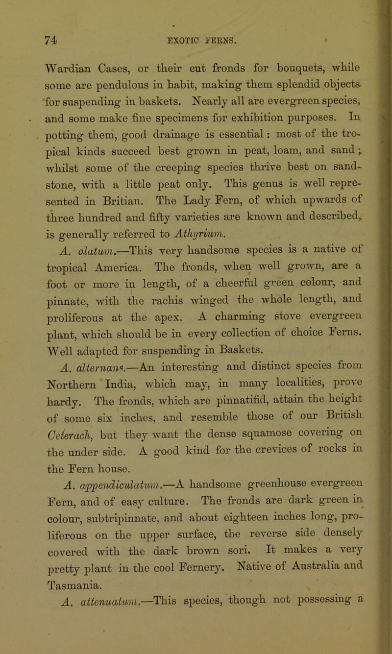Wardian Cases, or their cut fronds for bouquets, while some are pendulous in habit, making them splendid objects, for suspending in baskets. Nearly all are evergreen species, and some make fine specimens for exhibition purposes. In potting them, good drainage is essential: most of the tro- pical kinds succeed best grown in peat, loam, and sand ; whilst some of the creeping species thrive best on sand- stone, with a little peat only. This genus is well repre- sented in Britian. The Lady Fern, of which upwards of three hundred and fifty varieties are known and described,, is generally referred to Athi/rium. A. alatum.—This very handsome species is a native ol tropical America. The fronds, when well grown, are a foot or more in length, of a cheerful green colour, and pinnate, with the rachis winged the whole length, and proliferous at the apex. A charming stove evergreen plant, which should be in every collection of choice Ferns. Well adapted for suspending in Baskets. A. alternant.—An interesting and distinct species from Northern India, which may, in many localities, pro\ e hardy. The fronds, which are pinnatifid, attain the height of some six inches, and resemble those of our British Ceteracli, but they want the dense squamose covering on the under side. A g-ood kind for the crevices of locks in the Fern house. A. appendiculatwn.—A handsome greenhouse evergreen Fern, and of easy culture. The fronds are dark green in, colour, subtripinnate, and about eighteen inches long, pro- liferous on the upper surface, the reverse side densely covered with the dark brown sori. It makes a very pretty plant in the cool Fernery. Native of Australia and Tasmania. A. attenualum.—This species, though not possessing a