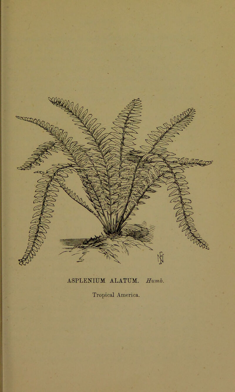 ASPLENIUM ALATUM. Humb. Tropical America.