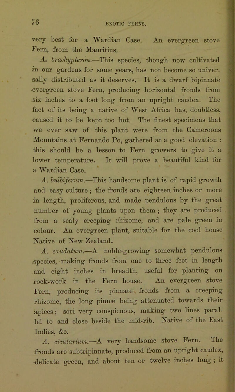 very best for a Wardian Case. An evergreen stove Fern, from the Mauritius. A. braohypteron.—This species, though now cultivated in our gardens for some yeai’s, has not become so univer- sally distributed as it deserves. It is a dwarf bipinnate •evergreen stove Fern, producing horizontal fronds from .six inches to a foot long from an upright caudex. The fact of its being a native of West Africa has, doubtless, caused it to be kept too hot. The finest specimens that we ever saw of this plant were from the Cameroons Mountains at Fernando Po, gathered at a good elevation : this should be a lesson to Fern growers to give it a lower temperature. It will prove a beautiful kind for a Wardian Case. A. bulbiferum.—This handsome plant is of rapid growth and easy culture ; the fronds are eighteen inches or more in length, proliferous, and made pendulous by the great number of young plants upon them ; they are produced from a scaly creeping rhizome, and are pale green in colour. An evergreen plant, suitable for the cool house Native of New Zealand. A. caudatum.—A noble-growing somewhat pendulous .species, making fronds from one to three feet in length and eight inches in breadth, useful for planting on rock-work in the Fern house. An evergreen stove Fern, producing its pinnate, fronds from a creeping rhizome, the long pinnae being attenuated towards their apices; sori very conspicuous, making two lines paral- lel to and close beside the mid-rib. Native of the East Indies, Ac. A. cicutarium.—A very handsome stove Fern. The fronds are subtripinnate, produced from an upright caudex, delicate green, and about ten or twelve inches long ; it . -