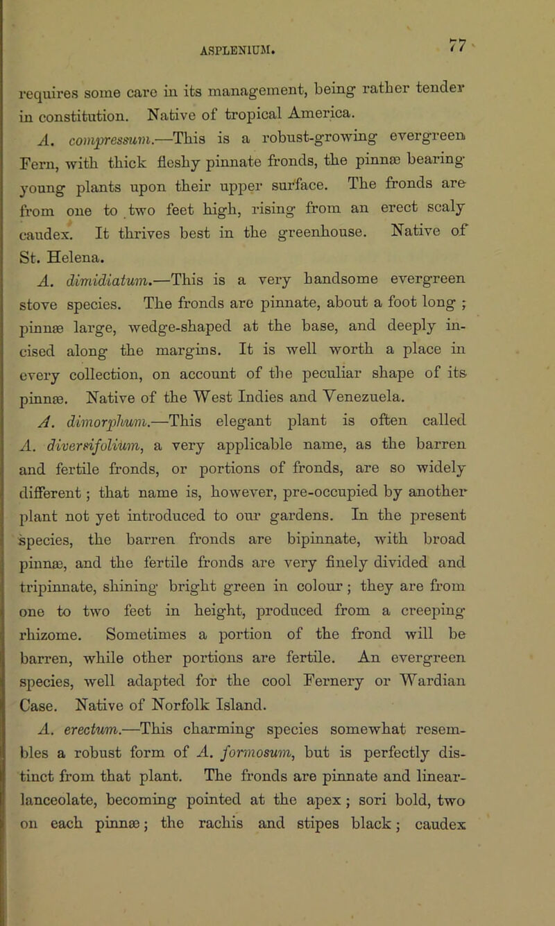requires some care in its management, being rather tender in constitution. Native of tropical America. A. compressum.—This is a robust-growing evergreen Fern, with thick fleshy pinnate fronds, the pinme hearing young plants upon their upper surface. The fronds are from one to two feet high, rising from an erect scaly caudex. It thrives best in the greenhouse. Native of St. Helena. A. dimidiatum.—This is a very handsome evergreen stove species. The fronds are pinnate, about a foot long ; pinnae large, wedg’e-shaped at the base, and deeply in- cised along the margins. It is well worth a place in every collection, on account of the peculiar shape of its pinnae. Native of the West Indies and Venezuela. A. dimorplwm.—This elegant plant is often called A. diverdfolium, a very applicable name, as the barren and fertile fronds, or portions of fronds, are so widely different; that name is, however, pre-occupied by another plant not yet introduced to our gardens. In the present species, the barren fronds are bipinnate, with broad pinnae, and the fertile fronds are very finely divided and tripinnate, shining bright green in colour; they are from one to two feet in height, produced from a creeping- rhizome. Sometimes a portion of the frond will be barren, while other portions are fertile. An evergreen species, well adapted for the cool Fernery or Wardian Case. Native of Norfolk Island. A. erectum.—This charming species somewhat resem- bles a robust form of A. formosum, but is perfectly dis- tinct from that plant. The fronds are pinnate and lineaz-- lanceolate, becoming pointed at the apex; sori bold, two on each pinnae; the rachis and stipes black; caudex