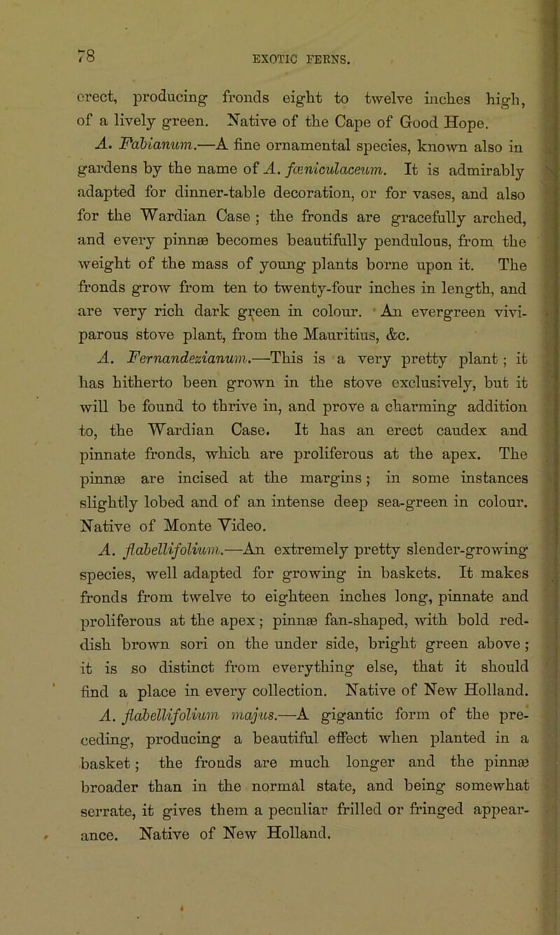 erect, producing fronds eight to twelve inches high, of a lively green. Native of the Cape of Good Hope. A. Fabianum.—A fine ornamental species, known also in gardens by the name of A. fceniculaceum. It is admirably adapted for dinner-table decoration, or for vases, and also for the Wardian Case ; the fronds are gracefully arched, and every pinnae becomes beautifully pendulous, from the weight of the mass of young plants borne upon it. The fronds grow from ten to twenty-four inches in length, and are very rich dark green in colour. An evergreen vivi- parous stove plant, from the Mauritius, &c. A. Fernandezianum.—This is a very pretty plant; it has hitherto been grown in the stove exclusively, but it will be found to thrive in, and prove a charming addition to, the Wardian Case. It has an erect caudex and pinnate fronds, which are proliferous at the apex. The pinnas are incised at the margins; in some instances slightly lobed and of an intense deep sea-green in colour. Native of Monte Yideo. A. flabellifolium.—An extremely pretty slender-growing species, well adapted for growing in baskets. It makes fronds from twelve to eighteen inches long, pinnate and proliferous at the apex; pinnae fan-shaped, with bold red- dish brown sori on the under side, bright green above; it is so distinct from everything else, that it should find a place in every collection. Native of New Holland. A. flabellifolium majus.—A gigantic form of the pre- ceding, producing a beautiful effect when planted in a basket; the fronds are much longer and the pinnae broader than in the normal state, and being somewhat serrate, it gives them a peculiar frilled or fringed appeai'- ance. Native of New Holland.