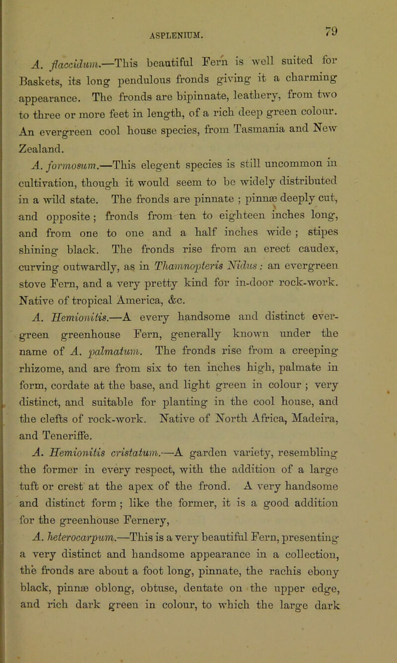 A. flaccidum.—This beautiful Fern is well suited for Baskets, its long pendulous fronds giving it a charming appearance. The fronds are bipinnate, leathery, from two to three or more feet in length, of a rich deep green colour. An evergreen cool house species, from Tasmania and New Zealand. A. formomm.—This elegent species is still uncommon in cultivation, though it would seem to be widely distributed in a wild state. The fronds are pinnate ; pinnae deeply cut, and opposite ; fronds from ten to eighteen inches long, and from one to one and a half inches wide ; stipes shining black. The fronds rise from an erect caudex, curving outwardly, as in Thamnopieris Nidus: an evergreen stove Fern, and a very pretty kind for in-door rock-work. Native of tropical America, &c. A. Hemionilis.—A every handsome and distinct ever- green greenhouse Fern, generally known under the name of A. palmatum. The fronds rise from a creeping- rhizome, and are from six to ten inches high, palmate in form, cordate at the base, and light green in colour ; very distinct, and suitable for planting in the cool house, and the clefts of rock-work. Native of North Africa, Madeira, and Teneriffe. A. Hemionitis cristatum.—A garden variety, resembling the former in every respect, with the addition of a large tuft or crest at the apex of the frond. A very handsome and distinct form ; like the former, it is a good addition for the greenhouse Fernery, A. heterocarpum.—This is a very beautiful Fern, presenting a very distinct and handsome appearance in a collection, the fronds are about a foot long, pinnate, the rachis ebony black, pinnae oblong, obtuse, dentate on the upper edge, and rich dark green in colour, to which the large dark