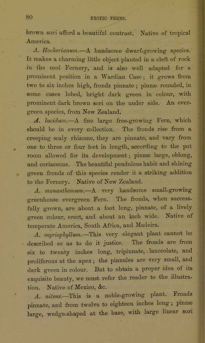 brown sori afford a beautiful contrast. Native of tropical America. A. Uoulcerianum.—A handsome dwarf-growing species. It makes a charming little object planted in a cleft of rock in the cool Fernery, and is also well adapted for a prominent position in a Wardian Case ; it grows from two to six inches high, fronds pinnate ; pinna) rounded, in some cases lobed, bright dark green in colour, with prominent dark brown sori on the under side. An ever- green species, from New Zealand. A. lucidum.—A fine large free-growing Fern, which should be in every collection. The fronds rise from a creeping scaly rhizome, they are pinnate, and vary from one to three or four feet in length, according to the pot room allowed for its development; pinnae large, oblong, and coriaceous. The beautiful pendulous habit and shining green fronds of this species render it a striking addition to the Fernery. Native of New Zealand. A. monanthemum.—A very handsome small-growing greenhouse evergreen Fern. The fronds, when success- fully grown, are about a foot long, pinnate, of a lively green colour, erect, and about an inch wide. Native of temperate America, South Africa, and Madeira. A. myriopliyllum.—This very elegant plant cannot bo • described so as to do it justice. The fronds are from six to twenty inches long, tripinnate, . lanceolate, and proliferous at the apex ; the pinnules are very small, and dark green in colour. But to obtain a proper idea of its exquisite beauty, we must refer the reader to the illustra- tion. Native of Mexico, &c. A. nitens.—This is a noble-growing plant. Fronds pinnate, and from twelve to eighteen inches long , pinna) large, wedge-shaped at the base, with large linear sori