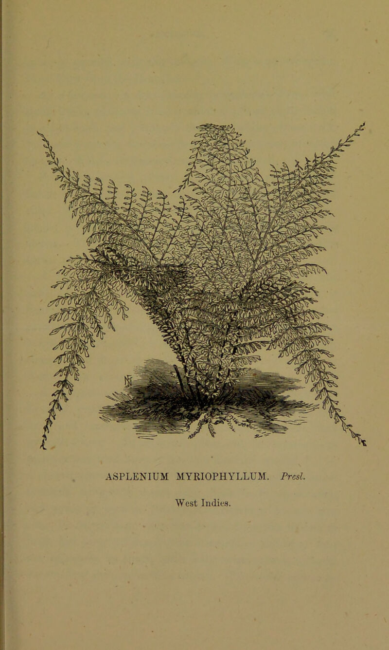 ASPLENIUM MYRIOPHYLLUM. Prcsl. West Indies.