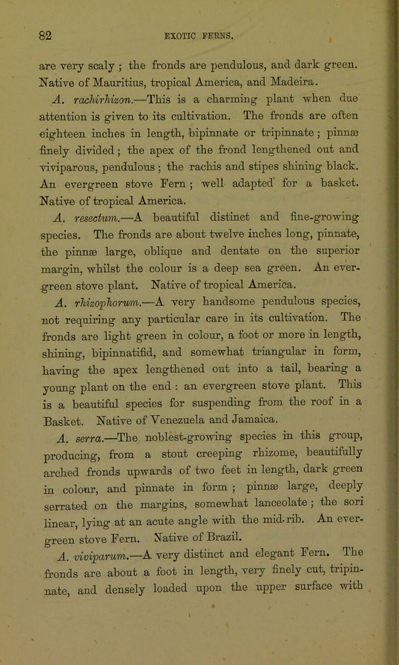are very scaly ; tlie fronds are pendulous, and dark green. Native of Mauritius, tropical America, and Madeira. A. racliirlrizon.—This is a charming plant when due attention is given to its cultivation. The fronds are often eighteen inches in length, bipinnate or tripinnate ; pinnae finely divided; the apex of the frond lengthened out and viviparous, pendulous ; the rachis and stipes shining black. An evergreen stove Fern; well adapted for a basket. Native of tropical America. A. resectum.—A beautiful distinct and fine-growing species. The fronds are about twelve inches long, pinnate, the pinnae large, oblique and dentate on the superior margin, whilst the colour is a deep sea green. An ever- green stove plant. Native of tropical America. A. rhizophorum.—A very handsome pendulous species, not requiring any particular care in its cultivation. The fronds are light green in colour, a foot or more in length, shining, bipinnatifid, and somewhat triangular in form, having the apex lengthened out into a tail, bearing a young plant on the end : an evergreen stove plant. This is a beautiful species for suspending from the roof in a Basket. Native of Venezuela and Jamaica. A. serra.—The noblest-growing species in this group, producing, from a stout creeping rhizome, beautifully arched fronds upwards of two feet in length, dark green in colour, and pinnate in form ; pinnae large, deeply serrated on the margins, somewhat lanceolate; the sori linear, lying at an acute angle with the mid-rib. An ever- green stove Fern. Native of Brazil. A. vivipoLtum.—A very distinct and elegant Fem. The fronds are about a foot in length, very finely cut, tripin- nate, and densely loaded upon the upper surface with