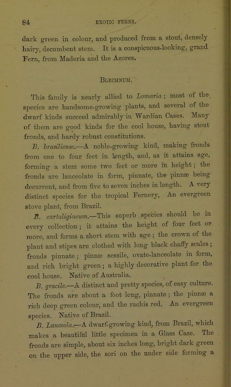 dark green in colour, and produced from a stout, densely liairy, decumbent stem. It is a conspicuous-looking, grand Fern, from Maderia and the Azores. Blechntjm. This family is nearly allied to Lomaria ; most of the species are handsome-growing plants, and several of the dwarf kinds succeed admirably in Wardian Cases. Many of them are good kinds for the cool house, having stout fronds, and hardy robust constitutions. B. brasiliense.—A noble-growing kind, making fronds from one to four feet in length, and, as it attains age, forming a stem some two feet or more in height; the fronds are lanceolate in form, pinnate, the pinnae being decurrent, and from five to seven inches in length. A very distinct species for the tropical Fernery, An evergreen stove plant, from Brazil. B. cartaligineum.—This superb species should be in every collection; it attains the height of four feet or more, and forms a short stem with age ; the crown of the plant and stipes are clothed with long black chaffy scales , fronds pinnate ; pinnas sessile, ovate-lanceolate in foun, and rich bright green; a highly decorative plant for the cool house. Native of Australia. B. gracile.—A distinct and pretty species, of easy culture. The fronds are about a foot long, pinnate ; the pinna3 a rich deep green colour, and the rachis red. An evergreen species. Native ot Brazil. B. Lanceola.-—A dwarf-growing kind, from Brazil, which makes a beautiful little specimen in a Glass Case. The fronds are simple, about six inches long, bright dark green on the upper side, the sori on the under side forming a