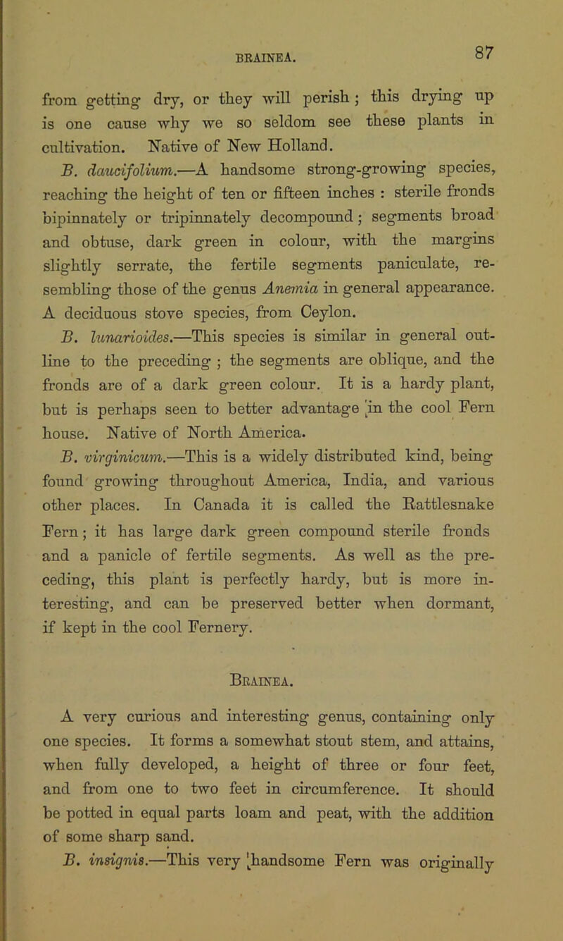 BRAINEA. from getting dry, or they will perish ; this drying up is one cause why we so seldom see these plants in cultivation. Native of New Holland. B. daucifolium.—A handsome strong-growing species, reaching the height of ten or fifteen inches : sterile fronds bipinnately or tripinnately decompound; segments broad and obtuse, dark green in colour, with the margins slightly serrate, the fertile segments paniculate, re- sembling those of the genus Anemia in general appearance. A deciduous stove species, from Ceylon. B. lunarioides.—This species is similar in general out- line to the preceding ; the segments are oblique, and the fronds are of a dark green colour. It is a hardy plant, but is perhaps seen to better advantage in the cool Fern house. Native of North America. B. virginicum.—This is a widely distributed kind, being found growing throughout America, India, and various other places. In Canada it is called the Rattlesnake Fern; it has large dark green compound sterile fronds and a panicle of fertile segments. As well as the pre- ceding, this plant is perfectly hardy, but is more in- teresting, and can be preserved better when dormant, if kept in the cool Fernery. Bkainea. A very curious and interesting genus, containing only one species. It forms a somewhat stout stem, and attains, when fully developed, a height of three or four feet, and from one to two feet in circumference. It should be potted in equal parts loam and peat, with the addition of some sharp sand. B. insignis.—This very [handsome Fern was originally