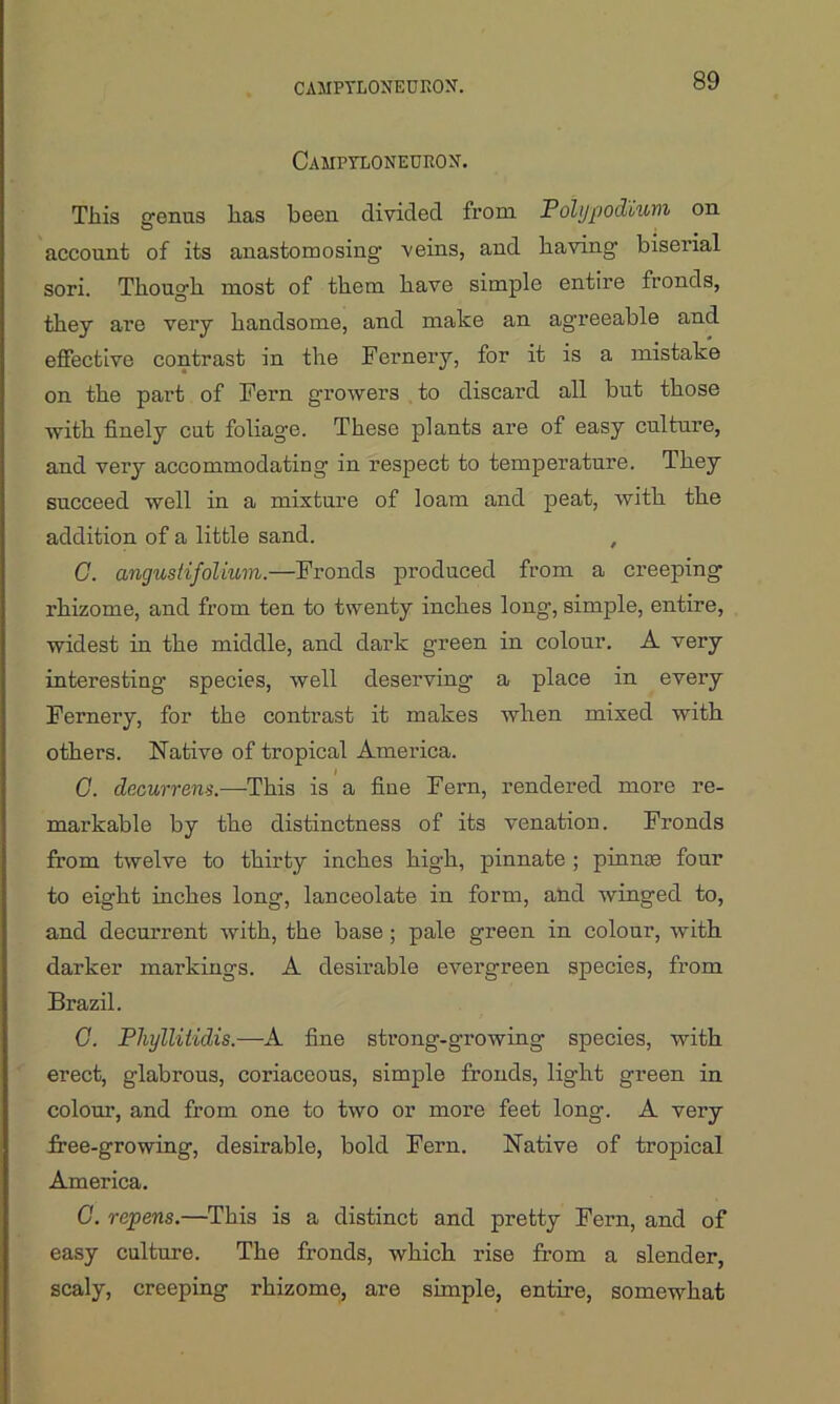 CAMPYLONEURON. Campyloneuron-. Tin's genus has been divided from Pobjpodium on account of its anastomosing veins, and having biserial sori. Though most of them have simple entire fronds, they are very handsome, and make an agreeable and effective contrast in the Fernery, for it is a mistake on the part of Fern growers to discard all but those with finely cut foliag-e. These plants are of easy culture, and very accommodating in respect to temperature. They succeed well in a mixture of loam and peat, with the addition of a little sand. , C. angustifolium.—Fronds produced from a creeping rhizome, and from ten to twenty inches long, simple, entire, widest in the middle, and dark green in colour. A very interesting species, well deserving a place in every Fernery, for the contrast it makes when mixed with others. Native of tropical America. G. decurrens.—This is a fine Fern, rendered more re- markable by the distinctness of its venation. Fronds from twelve to thirty inches high, pinnate ; pinnae four to eight inches long, lanceolate in form, and winged to, and decurrent with, the base ; pale green in colour, with darker markings. A desirable evergreen species, from Brazil. G. PhyllUidis.—A fine strong-growing species, with erect, glabrous, coriaceous, simple fronds, light green in colour, and from one to two or more feet long. A very iree-growing, desirable, bold Fern. Native of tropical America. G. repens.—This is a distinct and pretty Fern, and of easy culture. The fronds, which rise from a slender, scaly, creeping rhizome, are simple, entire, somewhat