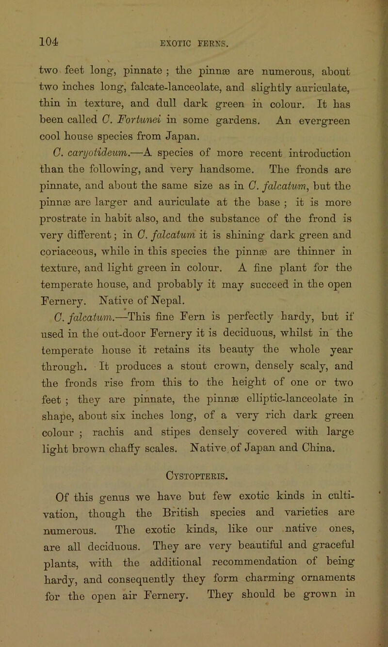 two feet long1, pinnate ; the pinnte are numerous, about two inches long, falcate-lanceolate, and slightly auriculate, thin in texture, and dull dark green in colour. It has been called C. Fortunei in some gardens. An evergreen cool house species from Japan. G. caryotideum.—A species of more recent introduction than the following, and very handsome. The fronds are pinnate, and about the same size as in C. falcatum, but the pinnas are larger and auriculate at the base ; it is more prostrate in habit also, and the substance of the frond is very different; in G. falcatum it is shining dark green and coriaceous, while in this species the pinnae are thinner in texture, and light green in colour. A fine plant for the temperate house, and probably it may succeed in the open Fernery. Native of Nepal. C. falcatum.—This fine Fern is perfectly hardy, but if used in the out-door Fernery it is deciduous, whilst in the temperate house it retains its beauty the whole year through. It produces a stout crown, densely scaly, and the fronds rise from this to the height of one or two feet ; they are pinnate, the pinnae elliptic-lanceolate in shape, about six inches long, of a very rich dark green colour ; rachis and stipes densely covered with large light brown chaffy scales. Native of Japan and China. Cystopteris. Of this genus we have but few exotic kinds in culti- vation, though the British species and varieties are numerous. The exotic kinds, like our native ones, are all deciduous. They are very beautiful and graceful plants, with the additional recommendation of being hardy, and consequently they form charming ornaments for the open air Fernery. They should be grown in