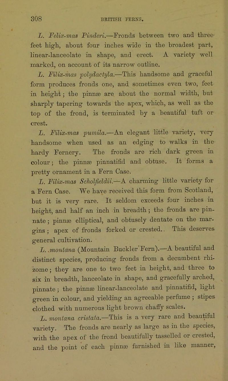 L. Felix-mas Pinderi.—Fronds between two and three- feet high, about four inches wide in the broadest part, linear-lanceolate in shape, and erect. A variety well marked, on account of its narrow outline. L. Filix-mas polydactyla.—This handsome and graceful form produces fronds one, and sometimes even two, feet in height; the pinnce are about the normal width, but sharply tapering towards the apex, which, as well as the top of the frond, is terminated by a beautiful tuft or crest. L. Filix-mas pumila.—An elegant little variety, very handsome when used as an edging to walks in the hardy Fernery. The fronds are rich dark green in colour; the pinna) pinnatifid and obtuse. It forms a pretty ornament in a Fern Case. L. Filix-mas Scholfieldii.—A charming little variety for a Fern Case. We have received this form from Scotland, but it is vei’y rare. It seldom exceeds four inches in height, and half an inch in breadth ; the fronds are pin- nate ; pinna) elliptical, and obtusely dentate on the mar- gins ; apex of fronds forked or crested.. This deserves general cultivation. L.,montana (Mountain Buckler Fern).—A beautiful and distinct species, producing fronds from a decumbent rhi- zome ; they are one to two feet in height, and three to six in breadth, lanceolate in shape, and gracefully arched, pinnate ; the pinna) linear-lanceolate and pinnatifid, light green in colour, and yielding an agreeable perfume ; stipes clothed with numerous light brown chaffy scales. L. montana cristata— This is a very rare and beautiful variety. The fronds are nearly as large as in the species, with the apex of the frond beautifully tasselled or crested, and the point of each pinna) furnished in like manner,