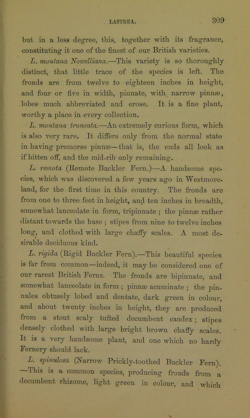 but in a less degree, this, together with its fragrance, constituting it one of the finest of our British varieties. L. Montana Nowelliana.—This variety is so thoroughly distinct, that little trace of the species is left. The fronds are from twelve to eighteen inches in height, and four or five in width, pinnate, with narrow pinnae, lobes much abbreviated and erose. It is a fine plant, worthy a place in every collection. L. Montana truncata.—An extremely curious form, which is also very rare. It differs only from the normal state in having premorse pinnae—that is, the ends all look as if bitten off, and the mid-rib only remaining. L. remota (Remote Buckler Fern.)—A handsome spe- cies, which was discovered a few years ago in Westmore- land, for the first time in this country. The fronds are from one to three feet in height, and ten inches in breadth, somewhat lanceolate in form, tripinnate ; the pinnae rather distant towards the base ; stipes from nine to twelve inches long, and clothed with large chaffy scales. A most de- sirable deciduous kind. L. rig id a (Rigid Buckler Fern).—This beautiful species is far from common—indeed, it may be considered one of our rarest British Ferns. The fronds are bipinnate, and somewhat lanceolate in form ; pinnae acuminate ; the pin- nules obtusely lobed and dentate, dark green in colour, and about twenty inches in height, they are produced from a stout scaly tufted decumbent caudex; stipes densely clothed with large bright brown chaffy scales. It is a very handsome plant, and one which no hardy Fernery should lack. L. spinulosa (Narrow Prickly-toothed Buckler Fern). —This is a common species, producing fronds from a decumbent rhizome, light green in colour, and which