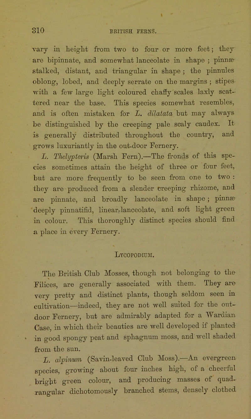 vary in lieiglit from two to four or more feet; they are bipinnate, and somewhat lanceolate in shape ; pinnae- stalked, distant, and triangular in shape ; the pinnules oblong, lobed, and deeply serrate on the margins ; stipes with a few large light coloured chaffy scales laxly scat- tered near the base. This species somewhat resembles, and is often mistaken for L. dilatata but may always be distinguished by the creeping pale scaly caudex. It is generally distributed throughout the country, and grows luxuriantly in the out-door Fernery. L. Thelypteris (Marsh Fern).—The fronds of this spe- cies sometimes attain the height of three or four feet, but are more frequently to be seen from one to two : they are produced from a slender creeping rhizome, and are pinnate, and broadly lanceolate in shape ; pinnae deeply pinnatifid, linear-lanceolate, and soft light green in colour. This thoroughly distinct species should find a place in every Fernery. Lycopodium. The British Club Mosses, though not belonging to the Filices, are generally associated with them. They are very pretty and distinct plants, though seldom seen in cultivation—indeed, they are not well suited for the out- door Fernery, but are admirably adapted for a Wardian Case, in which their beauties are well developed if planted . good spongy peat and sphagnum moss, and well shaded from the sun. L. alpinum (Savin-leaved Club Moss).—An evergreen- species, growing about four inches high, of a cheerful bright green colour, and producing masses of quad- rangular dichotomously branched stems, densely clothed
