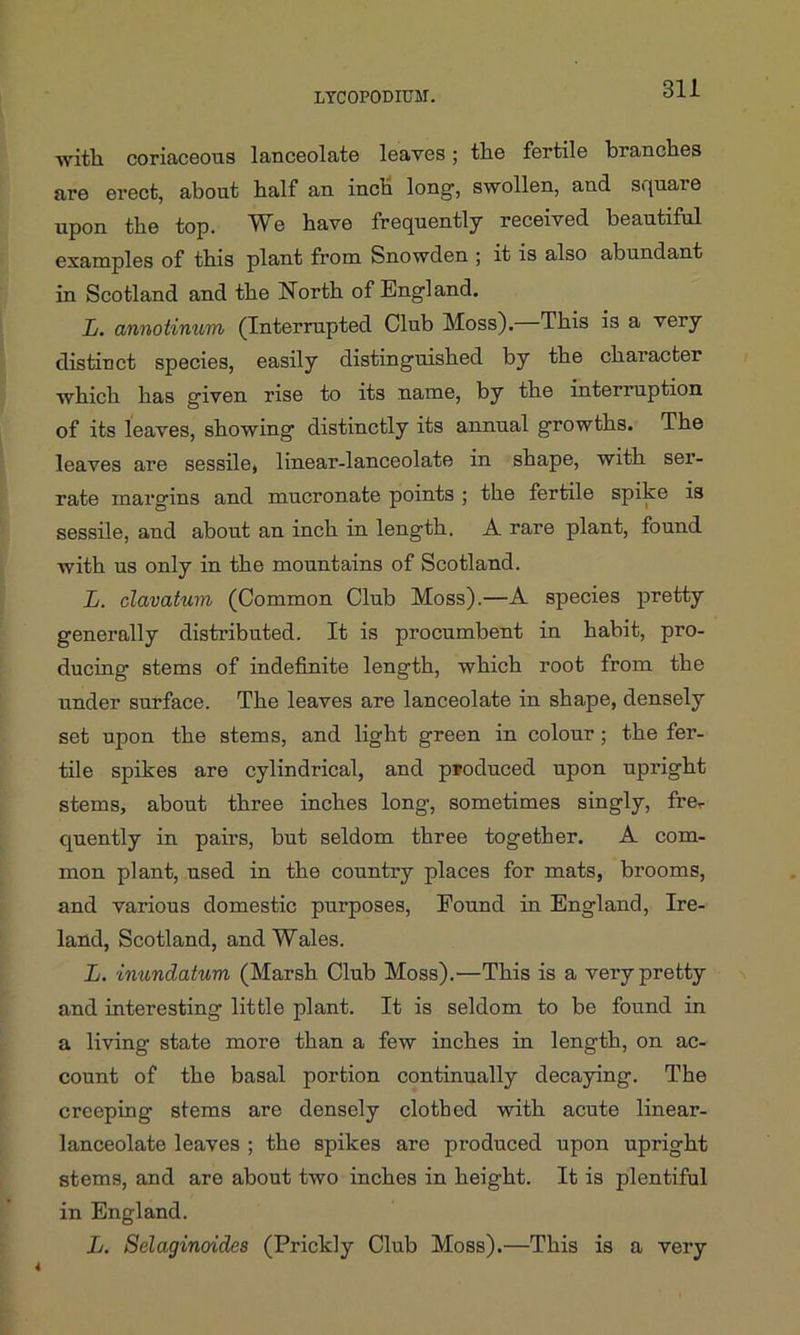 LYCOPODIUM. with, coriaceous lanceolate leaves; the fertile branches are erect, about half an inch long, swollen, and square upon the top. W e have frequently received beautiful examples of this plant from Snowden ; it is also abundant in Scotland and the North of England. L. annotinvm (Interrupted Club Moss).—This is a very distinct species, easily distinguished by the character which has given rise to its name, by the interruption of its leaves, showing distinctly its annual growths. The leaves are sessile, linear-lanceolate in shape, with ser- rate margins and mucronate points ; the fertile spike is sessile, and about an inch in length. A rare plant, found with us only in the mountains of Scotland. L. clavatum (Common Club Moss).—A species pretty generally distributed. It is procumbent in habit, pro- ducing stems of indefinite length, which root from the under surface. The leaves are lanceolate in shape, densely set upon the stems, and light green in colour ; the fer- tile spikes are cylindrical, and produced upon upright stems, about three inches long, sometimes singly, frer quently in pairs, but seldom three together. A com- mon plant, used in the country places for mats, brooms, and various domestic purposes, Found in England, Ire- land, Scotland, and Wales. L. inundatum (Marsh Club Moss).—This is a very pretty and interesting little plant. It is seldom to be found in a living state more than a few inches in length, on ac- count of the basal portion continually decaying. The creeping stems are densely clothed with acute linear- lanceolate leaves ; the spikes are produced upon upright stems, and are about two inches in height. It is plentiful in England. L. Selaginoides (Prickly Club Moss).—This is a very