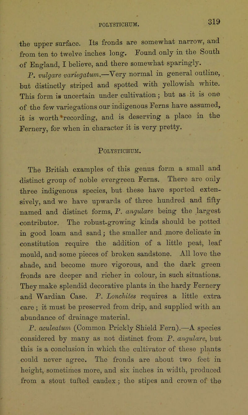 the upper surface. Its fronds are somewhat narrow, and from ten to twelve inches long. Found only in the South of England, I believe, and there somewhat sparingly. P. vulgare variegatum.—Very normal in general outline, . but distinctly striped and spotted with yellowish white. This form is uncertain under cultivation; but as it is one of the few variegations our indigenous Ferns have assumed, it is worth ‘recording, and is deserving a place in the Fernery, for when in character it is very pretty. POLYSTICHUM. The British examples of this genus form a small and distinct group of noble evergreen Ferns. There are only three indigenous species, but these have sported exten- sively, and we have upwards of three hundred and fifty named and distinct forms, P. angulare being the largest contributor. The robust-growing kinds should be potted in good loam and sand; the smaller and more delicate in constitution require the addition of a little peat, leaf mould, and some pieces of broken sandstone. All love the shade, and become more vigorous, and the dark green fronds are deeper and richer in colour, in such situations. They make splendid decorative plants in the hardy Fernery and Wardian Case. P. Lonchites requires a little extra care ; it must be preserved from drip, and supplied with an abundance of drainage material. P. aculeatum (Common Prickly Shield Fern).—A species considered by many as not distinct from P. angulare, but this is a conclusion in which the cultivator of these plants could never agree. The fronds are about two feet in height, sometimes more, and six inches in width, produced from a stout tufted caudex ; the stipes and crown of the