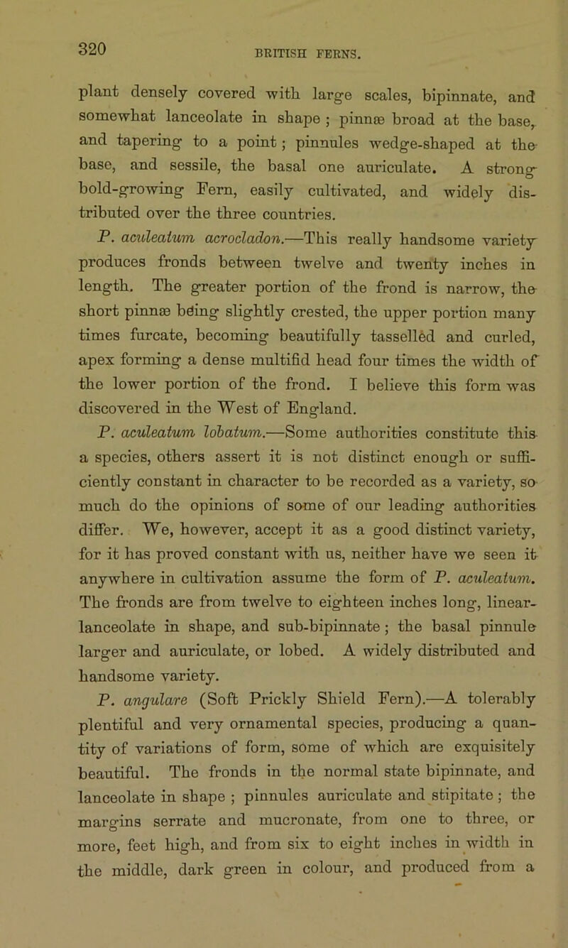 BRITISH FERNS. plant densely covered with large scales, bipinnate, and somewhat lanceolate in shape ; pinnoe broad at the base, and tapering to a point; pinnules wedge-shaped at the- base, and sessile, the basal one auriculate. A strong bold-growing Pern, easily cultivated, and widely dis- tributed over the three countries. P. aculeatum acrocladon.—This really handsome variety produces fronds between twelve and twenty inches in length. The greater portion of the frond is narrow, the short pinnae bding slightly crested, the upper portion many times furcate, becoming beautifully tasselled and curled, apex forming a dense multifid head four times the width of the lower portion of the frond. I believe this form was discovered in the West of England. P. aculeatum lobatum.—Some authorities constitute this- a species, others assert it is not distinct enough or suffi- ciently constant in character to be recorded as a variety, so- much do the opinions of some of our leading authorities differ. We, however, accept it as a good distinct variety, for it has proved constant with us, neither have we seen it anywhere in cultivation assume the form of P. aculeatum. The fronds are from twelve to eighteen inches long, linear- lanceolate in shape, and sub-bipinnate ; the basal pinnule larger and auriculate, or lobed. A widely distributed and handsome variety. P. angulare (Soft Prickly Shield Fern).—A tolerably plentiful and very ornamental species, producing a quan- tity of variations of form, some of which are exquisitely beautiful. The fronds in the normal state bipinnate, and lanceolate in shape ; pinnules auriculate and stipitate ; the margins serrate and mucronate, from one to three, or more, feet high, and from six to eight inches in width in the middle, dark green in colour, and produced from a