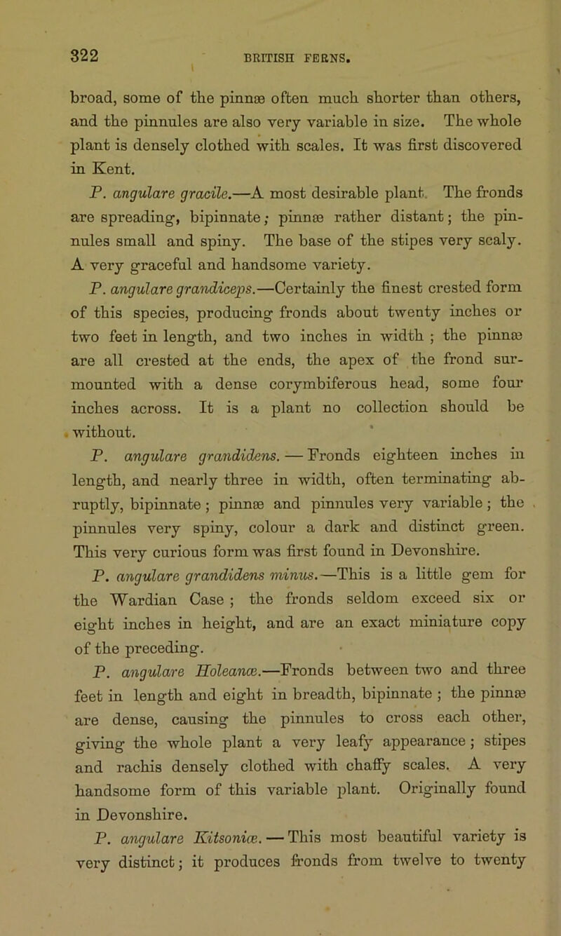 I broad, some of the pinnae often much shorter than others, and the pinnules are also very variable in size. The whole plant is densely clothed with scales. It was first discovered in Kent. P. angulare gracile.—A most desirable plant The fronds are spreading, bipinnate; pinnae rather distant; the pin- nules small and spiny. The base of the stipes very scaly. A very graceful and handsome variety. P. angulare grandiceps.—Certainly the finest crested form of this species, producing fronds about twenty inches or two feet in length, and two inches in width ; the pinna? are all crested at the ends, the apex of the frond sur- mounted with a dense corymbiferous head, some four inches across. It is a plant no collection should be without. P. angulare grandidens. — Fronds eighteen inches hi length, and nearly three in width, often terminating ab- ruptly, bipinnate ; pinnae and pinnules very variable; the pinnules very spiny, colour a dark and distinct green. This very curious form was first found in Devonshire. P. angulare grandidens minus.—This is a little gem for the Wardian Case ; the fronds seldom exceed six or eight inches in height, and are an exact miniature copy of the preceding. P. angulare Soleance.—Fronds between two and three feet in length and eight in breadth, bipinnate ; the pinna? are dense, causing the pinnules to cross each other, giving the whole plant a very leafy appearance ; stipes and rachis densely clothed with chaffy scales. A very handsome form of this variable plant. Originally found in Devonshire. P. angulare Kitsonice. — This most beautiful variety is very distinct; it produces fronds from twelve to twenty