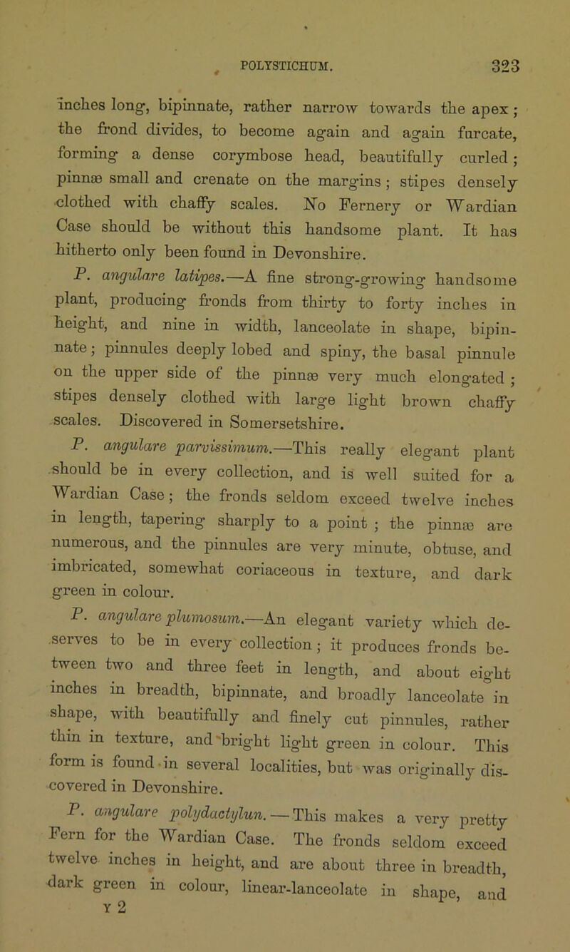 inches long, bipinnate, rather narrow towards the apex ; the frond divides, to become again and again furcate, forming a dense corymbose head, beautifully curled; pinna; small and crenate on the margins ; stipes densely ■clothed with chaffy scales. No Fernery or Wardian Case should be without this handsome plant. It has hitherto only been found in Devonshire. P. angulare latipes.—A fine strong-growing handsome plant, producing fronds from thirty to forty inches in height, and nine in width, lanceolate in shape, bipin- nate ; pinnules deeply lobed and spiny, the basal pinnule on the upper side of the pinna; very much elongated ; stipes densely clothed with large light brown chaffy scales. Discovered in Somersetshire. P. angulare parvissimum.—This really elegant plant should be in every collection, and is well suited for a Wardian Case; the fronds seldom exceed twelve inches in length, tapering sharply to a point ; the pinna; arc numerous, and the pinnules are very minute, obtuse, and imbricated, somewhat coriaceous in texture, and dark green in colour. P. angulare plumosum.—An elegant variety which de- serves to be in every collection; it produces fronds be- tween two and three feet in length, and about eight inches in breadth, bipinnate, and broadly lanceolate in shape, with beautifully and finely cut pinnules, rather thin in texture, and'bright light green in colour. This form is found in several localities, but was originally dis- covered in Devonshire. P. angulare polijdactylun. — This makes a very pretty hern for the Wardian Case. The fronds seldom exceed twelve inches in height, and are about three in breadth, dark green in colour, linear-lanceolate in shape, and Y 2