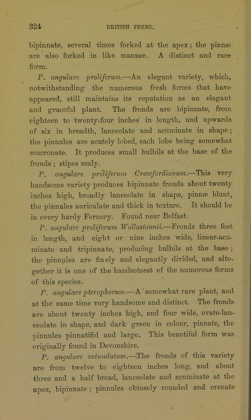 bipinnate, several times forked at the apex; the pinnae are also forked in like manner. A distinct and rare form. P. angulare proliferum.—An elegant variety, which., notwithstanding the numerous fresh forms that have appeared, still maintains its reputation as an elegant and graceful plant. The fronds are bipinnate, from eighteen to twenty-four inches in length, and upwards of six in breadth, lanceolate and acuminate in shape; the pinnules are acutely lobed, each lobe being somewhat mucronate. It produces small bulbils at the base of the fronds ; stipes scaly. P. angulare proliferum Crawfordianum.—This very handsome variety produces bipinnate fronds about twenty inches high, broadly lanceolate in shape, pinna: blunt, the pinnules auriculate and thick in texture. It should be in every hardy Fernery. Found near Belfast. P. angulare proliferum Wollastonnii.—Fronds three feet in length, and eight or nine inches wide, linear-acu- minate and tripinna te, producing bulbils at the base ; the pinnules are finely and elegantly divided, and alto- gether it is one of the handsomest of the numerous forms of this species. P. angulare pterophorum.—A somewhat rare plant, and at the same time very handsome and distinct. The fronds are about twenty inches high, and four wide, ovate-lan- ceolate in shape, and dark green in colour, pinnate, the pinnules pinnatifid and large. This beautiful form was originally found in Devonshire. P. angulare rotundaium.—The fronds of this variety are from twelve to. eighteen inches long, and about three and a half broad, lanceolate and acuminate at the apex, bipinnate ; pinnules obtusely rounded and crenate