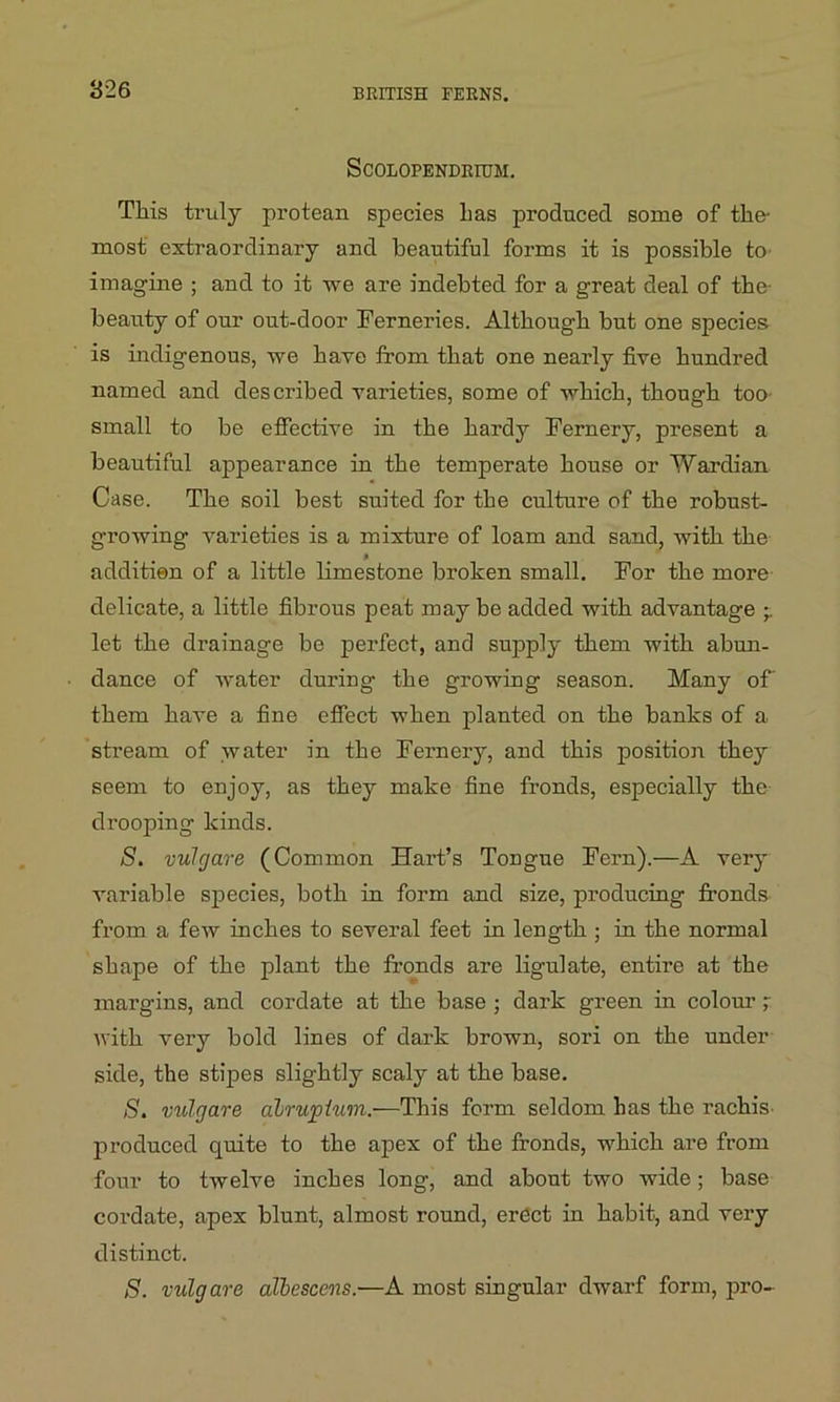 826 SCOLOPENDRIUM. This truly protean species has produced some of the- most extraordinary and beautiful forms it is possible to imagine ; and to it we are indebted for a great deal of the- beauty of our out-door Ferneries. Although hut one species is indigenous, we have from that one nearly five hundred named and described varieties, some of which, though too small to be effective in the hardy Fernery, present a beautiful appearance in the temperate house or Wardian Case. The soil best suited for the culture of the robust- growing varieties is a mixture of loam and sand, with the additien of a little limestone broken small. For the more delicate, a little fibrous peat may be added with advantage let the drainage be perfect, and supply them with abun- dance of water during- the growing season. Many of them have a fine effect when planted on the banks of a stream of water in the Fernery, and this position they seem to enjoy, as they make fine fronds, especially the drooping kinds. S. vulcjare (Common Hart’s Tongue Fern).—A very variable species, both in form and size, producing fronds from a few inches to several feet in length ; in the normal shape of the plant the fronds are ligulate, entire at the margins, and cordate at the base ; dark green in colour ; with very bold lines of dark brown, sori on the under- side, the stipes slightly scaly at the base. S. vulgare alruptum.-—This form seldom has the rachis produced quite to the apex of the fronds, which are from four to twelve inches long, and about two wide; base cordate, apex blunt, almost round, erect in habit, and very distinct. S. vulgare albescens.—A most singular dwarf form, pro-