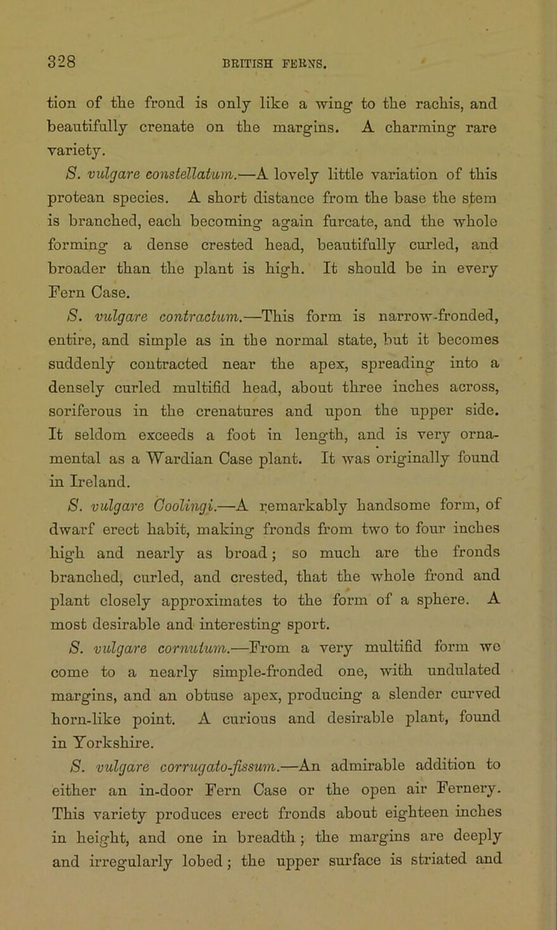 tion of the frond is only like a wing to the racliis, and beautifully crenate on the margins. A charming rare variety. S. vulgare constellatum.—A lovely little variation of this protean species. A short distance from the base the stem is branched, each becoming again furcate, and the whole forming a dense crested head, beautifully curled, and broader than the plant is high. It should be in every Fern Case. 8. vulgare contraction.—This form is narrow-fronded, entire, and simple as in the normal state, but it becomes suddenly contracted near the apex, spreading into a densely curled multifid head, about three inches across, soriferous in the crenatures and upon the upper side. It seldom exceeds a foot in length, and is very orna- mental as a Wardian Case plant. It was originally found in Ireland. 8. vulgare Ooolingi.-—A remarkably handsome form, of dwarf erect habit, making fronds from two to four inches hig-h and nearly as broad; so much are the fronds branched, curled, and crested, that the whole frond and plant closely approximates to the form of a sphere. A most desirable and interesting sport. S. vulgare cornuium.—From a very multifid form wo come to a nearly simple-fronded one, with undulated margins, and an obtuse apex, producing a slender curved horn-like point. A curious and desirable plant, found in Yorkshire. 8. vulgare corrugato-fissum.—An admirable addition to either an in-door Fern Case or the open air Fernery. This variety produces erect fronds about eighteen inches in height, and one in breadth; the margins are deeply and irregularly lobed; the upper surface is striated and