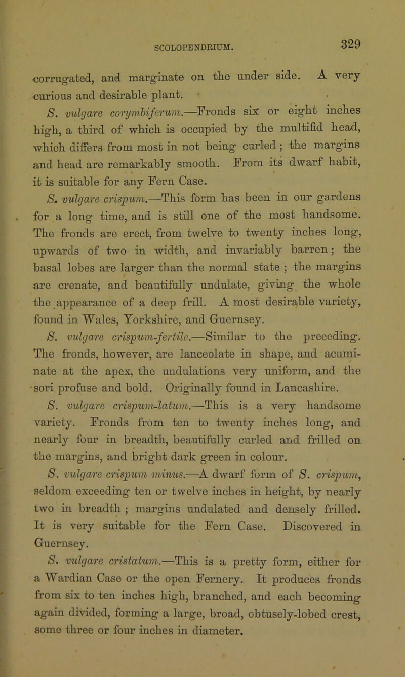 corrugated, and marginate on the under side. A very curious and desirable plant. S. vulgare corymbiferum.—Fronds sis: or eight inches high, a third of which is occupied by the multifid head, which differs from most in not being curled ; the margins and head are remarkably smooth. From its dwarf habit, it is suitable for any Fern Case. S. vulgare crispum.—This form has been in our gardens for a long1 time, and is still one of the most handsome. The fronds are erect, from twelve to twenty inches long, upwards of two in width, and invariably barren; the basal lobes are larger than the normal state ; the margins are crenate, and beautifully undulate, giving the whole the appearance of a deep frill. A most desirable vai’iety, found in Wales, Yorkshire, and Guernsey. S. vulgare crispum-fertile.—Similar to the preceding*. The fronds, however, are lanceolate in shape, and acumi- nate at the apex, the undulations very uniform, and the sori profuse and bold. Originally found in Lancashire. 8. vulgare crispum-latum.—This is a very handsome vai’iety. Fronds from ten to twenty inches long, and nearly four in breadth, beautifully curled and frilled on the margins, and bright dark green in colour. S. vulgare crispum minus.—A dwarf form of 8. crispum, seldom exceeding ten or twelve inches in height, by nearly two in breadth ; margins undulated and densely frilled. It is very suitable for the Fern Case. Discovered in Guernsey. 8. vulgare cristatum.—This is a pretty form, either for a Wardian Case or the open Fernery. It produces fronds from six to ten inches high, branched, and each becoming- again divided, forming a large, broad, obtusely-lobed crest, some three or four inches in diameter.