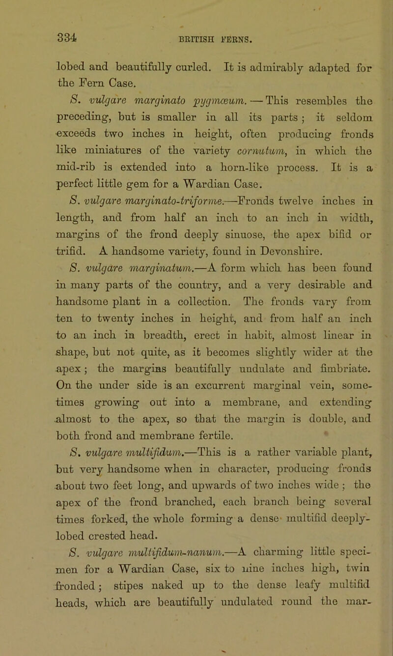 lobed and beautifully curled. It is admirably adapted for tbe Fern Case. S. vulgare marginato pygmceum. — This resembles the preceding, but is smaller in all its parts ; it seldom exceeds two inches in height, often producing fronds like miniatures of the variety corrmtum, in which the mid-rib is extended into a horn-like process. It is a perfect little gem for a Wardian Case. 8. vulgare marginato-triforme.—Fronds twelve inches in length, and from half an inch to an inch in width, margins of the frond deeply sinuose, the apex bifid or trifid. A handsome variety, found in Devonshire. S. vulgare marginatum.—A form which has been found in many parts of the country, and a very desirable and handsome plant in a collection. The fronds vary from ten to twenty inches in height, and from half an inch to an inch in breadth, erect in habit, almost linear in shape, but not quite, as it becomes slightly wider at the apex; the margins beautifully undulate and fimbriate. On the under side is an excurrent marginal vein, some- times growing out into a membrane, and extending almost to the apex, so that the margin is double, and both frond and membrane fertile. S. vulgare multifidum.—This is a rather variable plant, but very handsome when in character, producing fronds about two feet long, and upwards of two inches wide ; the apex of the frond branched, each branch being several times forked, the whole forming a dense multifid deeply- lobed crested head. S. vulgare multifidum-nanum.—A charming little speci- men for a Wardian Case, six to nine inches high, twin fronded; stipes naked up to the dense leafy multifid heads, which are beautifully undulated round the mar-