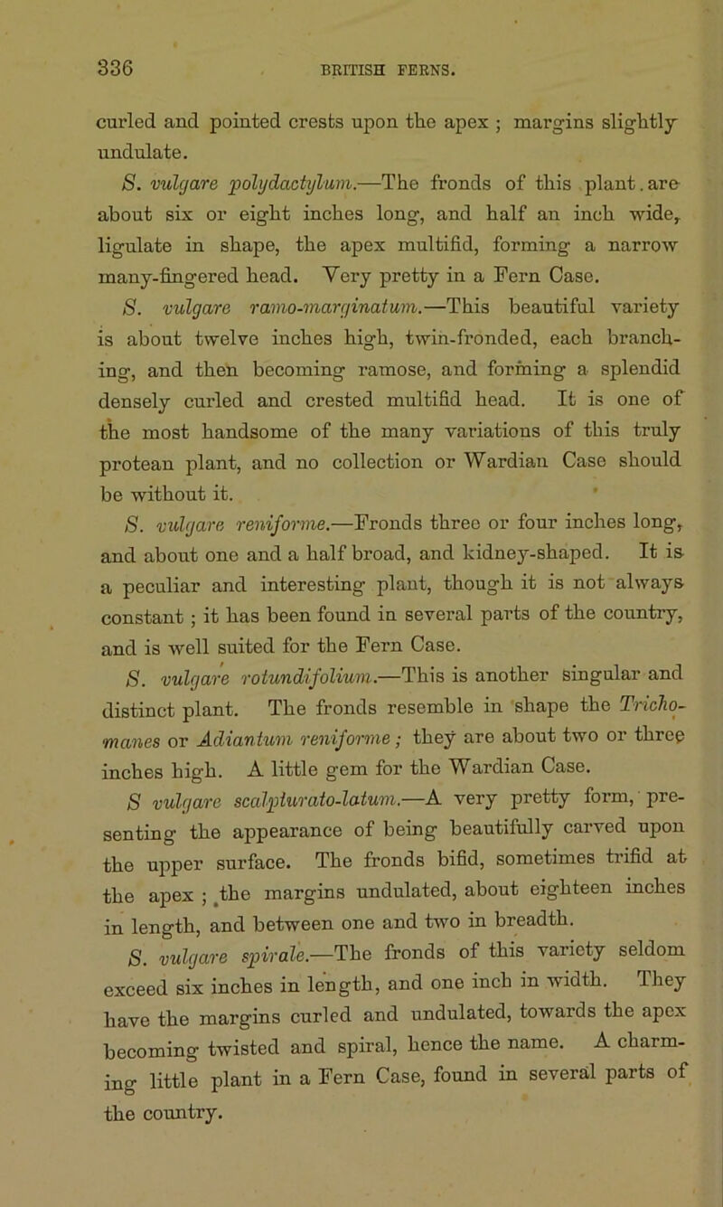 curled and pointed crests upon the apex ; margins slightly undulate. S. vulgare polydactylum.—The fronds of this plant.arc about six or eight inches long, and half an inch wide, ligulate in shape, the apex multifid, forming a narrow many-fingered head. Very pretty in a Fern Case. 8. vulgare ramo-marginatum.—This beautiful variety is about twelve inches high, twin-fronded, each branch- ing, and then becoming ramose, and forming a splendid densely curled and crested multifid head. It is one of the most handsome of the many variations of this truly protean plant, and no collection or Wardian Case should be without it. S. vulgare reniforme.—Fronds three or four inches long, and about one and a half broad, and kidnej'-shaped. It is a peculiar and interesting plant, though it is not always constant ; it has been found in several parts of the country, and is well suited for the Fern Case. S. vulgare roiundifolium.—This is another singular and distinct plant. The fronds resemble in shape the Tricho- manes or Adiantum reniforme; they are about two or three inches high. A little gem for the Wardian Case. S vulgare scalpturato-latum.—A very pretty form, pre- senting the appearance of being beautifully caived upon the upper surface. The fronds bifid, sometimes trifid at the apex ; .the margins undulated, about eighteen inches in length, and between one and two in breadth. s. vulgare spirale.—The fronds of this variety seldom exceed six inches in length, and one inch in v idth. I hey have the margins curled and undulated, towards the apex becoming twisted and spiral, hence the name. A charm- ing little plant in a Fern Case, found in several parts of the country.
