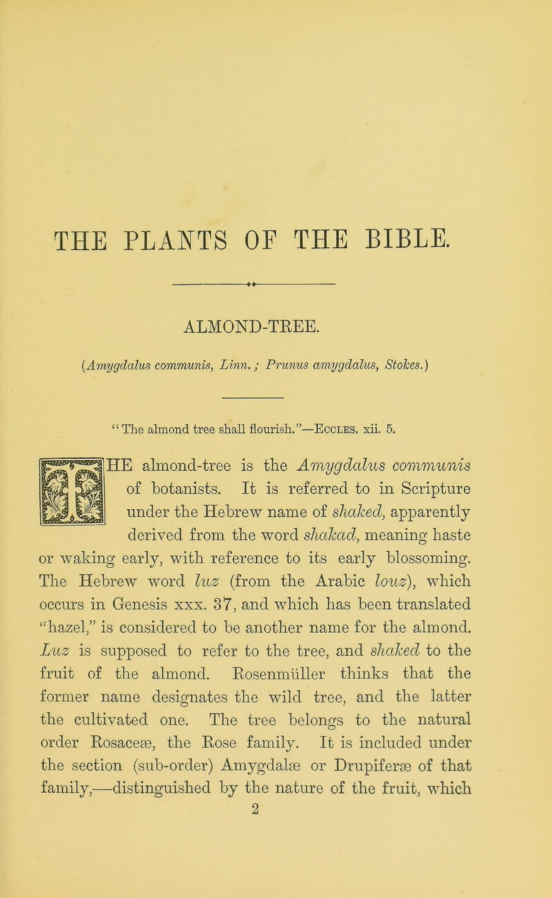 THE PLANTS OF THE BIBLE. > ALMOND-TREE. (Amygdalus communis, Linn.; Prunus amygdalus, Stokes.) “The almond tree shall flourish.”—Eccles. xii. 5. ]HE almoncl-tree is the Amygclalus communis of botanists. It is referred to in Scripture under the Hebrew name of shalced, apparently derived from the word shakad, meaning haste or waking early, with reference to its early blossoming. The Hebrew word luz (from the Arabic louz), which occurs in Genesis xxx. 37, and which has been translated “hazel,” is considered to be another name for the almond. Luz is supposed to refer to the tree, and shaked to the fruit of the almond. Rosenmuller thinks that the former name designates the wild tree, and the latter the cultivated one. The tree belongs to the natural o order Rosaceae, the Rose family. It is included under the section (sub-order) Amygdalae or Drupiferae of that family,—distinguished by the nature of the fruit, which