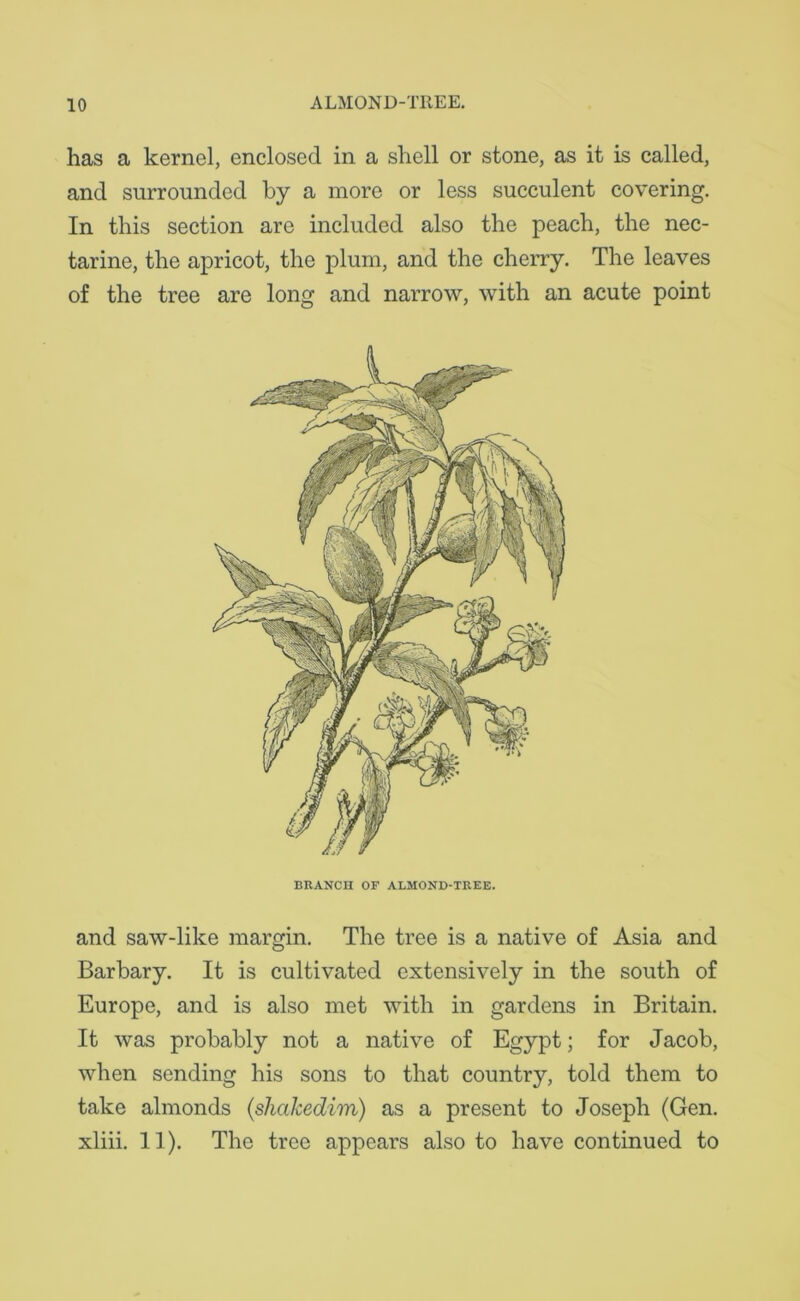 has a kernel, enclosed in a shell or stone, as it is called, and surrounded by a more or less succulent covering. In this section are included also the peach, the nec- tarine, the apricot, the plum, and the cherry. The leaves of the tree are long and narrow, with an acute point BRANCH OF ALMOND-TREE. and saw-like margin. The tree is a native of Asia and Barbary. It is cultivated extensively in the south of Europe, and is also met with in gardens in Britain. It was probably not a native of Egypt; for Jacob, when sending his sons to that country, told them to take almonds (shcikedim) as a present to Joseph (Gen. xliii. 11). The tree appears also to have continued to
