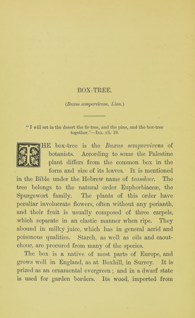 (Buxus sempervirens, Linn.) “ J will set in the desert the fir-tree, and the pine, and the box-tree together.”—Isa. xli. 19. HE box-tree is the Buxus sempervirens of botanists. According to some the Palestine plant differs from the common box in the form and size of its leaves. It is mentioned in the Bible under the Hebrew name of teasshur. The tree belongs to the natural order Euphorbiaceae, the Spurgewort family. The plants of this order have peculiar involucrate flowers, often without any perianth, and their fruit is usually composed of three carpels, which separate in an elastic manner when ripe. They abound in milky juice, which has in general acrid and poisonous qualities. Starch, as well as oils and caout- chouc, are procured from many of the species. The box is a native of most parts of Europe, and grows well in England, as at Boxhill, in Surrey. It is prized as an ornamental evergreen ; and in a dwarf state is used for garden borders. Its wood, imported from