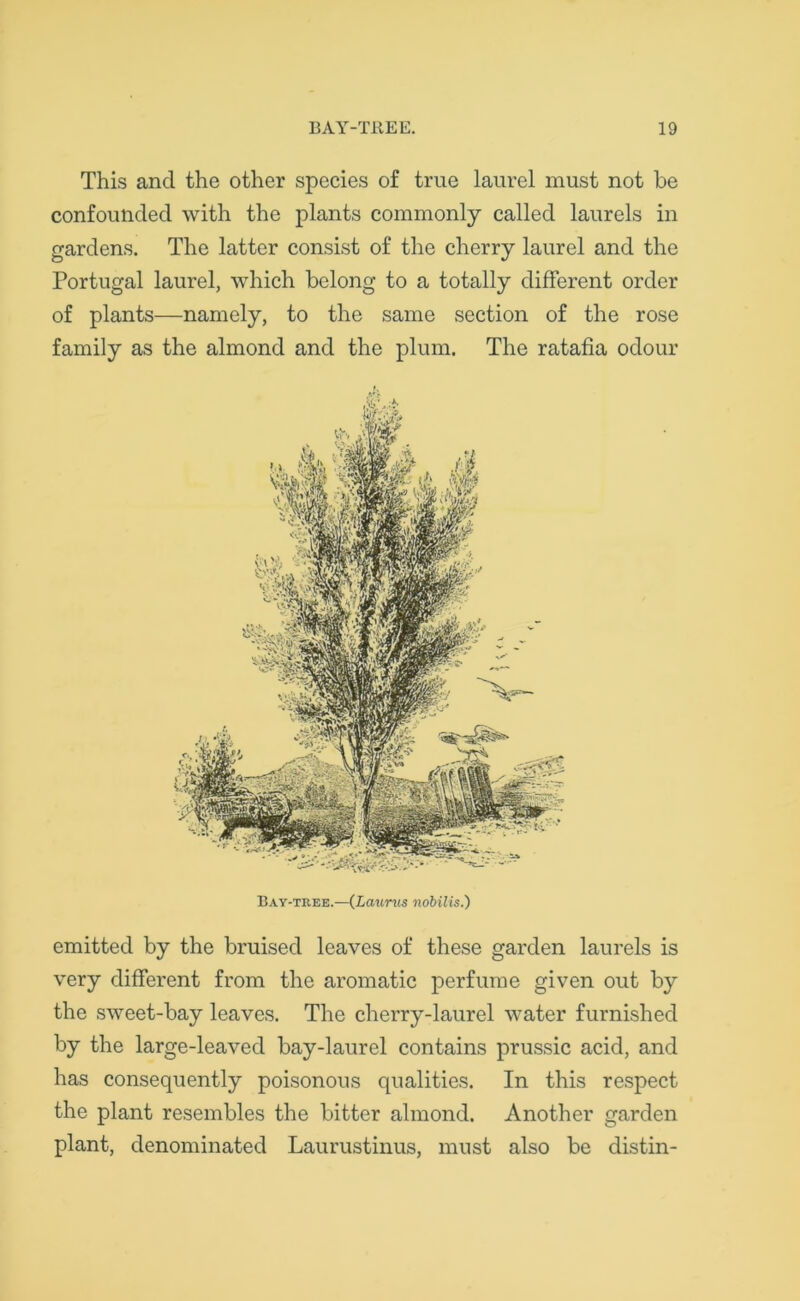 This and the other species of true laurel must not be confounded with the plants commonly called laurels in gardens. The latter consist of the cherry laurel and the Portugal laurel, which belong to a totally different order of plants—namely, to the same section of the rose family as the almond and the plum. The ratafia odour Bay-tree.—(Lauras nobilis.) emitted by the bruised leaves of these garden laurels is very different from the aromatic perfume given out by the sweet-bay leaves. The cherry-laurel water furnished by the large-leaved bay-laurel contains prussic acid, and has consequently poisonous qualities. In this respect the plant resembles the bitter almond. Another garden plant, denominated Laurustinus, must also be distin-