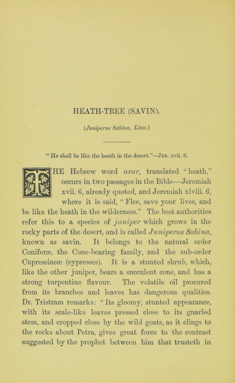 HEATH-TREE (SAVIN). {Juniperus Sabina, Linn.) “ He shall be like the heath in the desert.”—Jek. xvii. 6. HE Hebrew word arar, translated “ heath,” occurs in two passages in the Bible—Jeremiah xvii. 6, already quoted, and Jeremiah xlviii. 6, where it is said, “ Flee, save your lives, and be like the heath in the wilderness.” The best authorities refer this to a species of juniper which grows in the rocky parts of the desert, and is called Juniperus Sabina, known as savin. It belongs to the natural order Coniferse, the Cone-bearing family, and the sub-order Cupressinem (cypresses). It is a stunted shrub, which, like the other juniper, bears a succulent cone, and has a strong turpentine flavour. The volatile oil procured from its branches and leaves has dangerous qualities. Dr. Tristram remarks: “ Its gloomy, stunted appearance, with its scale-like leaves pressed close to its gnarled stem, and cropped close by the wild goats, as it clings to the rocks about Petra, gives great force to the contrast suggested by the prophet between him that trusteth in