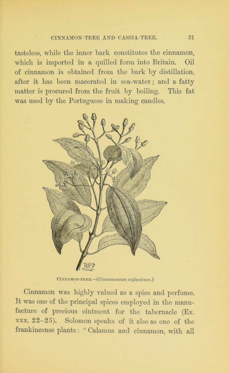 tasteless, while the inner bark constitutes the cinnamon, which is imported in a quilled form into Britain. Oil of cinnamon is obtained from the bark by distillation, after it has been macerated in sea-water; and a fatty matter is procured from the fruit by boiling. This fat was used by the Portuguese in making candles. Cinnamon was highly valued as a spice and perfume. It was one of the principal spices employed in the manu- facture of precious ointment for the tabernacle (Ex. xxx. 22—25). Solomon speaks of it also as one of the frankincense plants : “ Calamus and cinnamon, with all