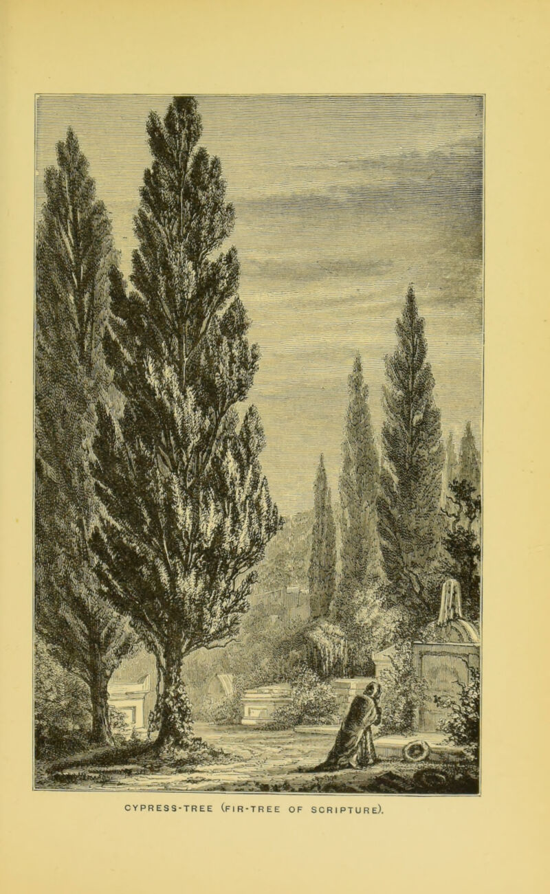 CYPRESS-TREE (FIR-TREE OF SCRIPTURE).