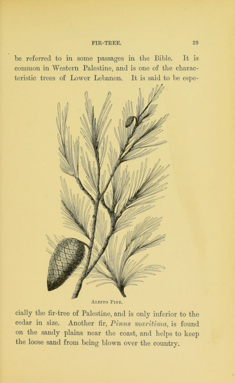 cially the fir-tree of Palestine, and is only inferior to the cedar in size. Another fir, Pinus maritima, is found on the sandy plains near the coast, and helps to keep the loose sand from being blown over the country. be referred to in some passages in the Bible. It is common in Western Palestine, and is one of the charac- teristic trees of Lower Lebanon. It is said to be espe- Aleppo Pine.