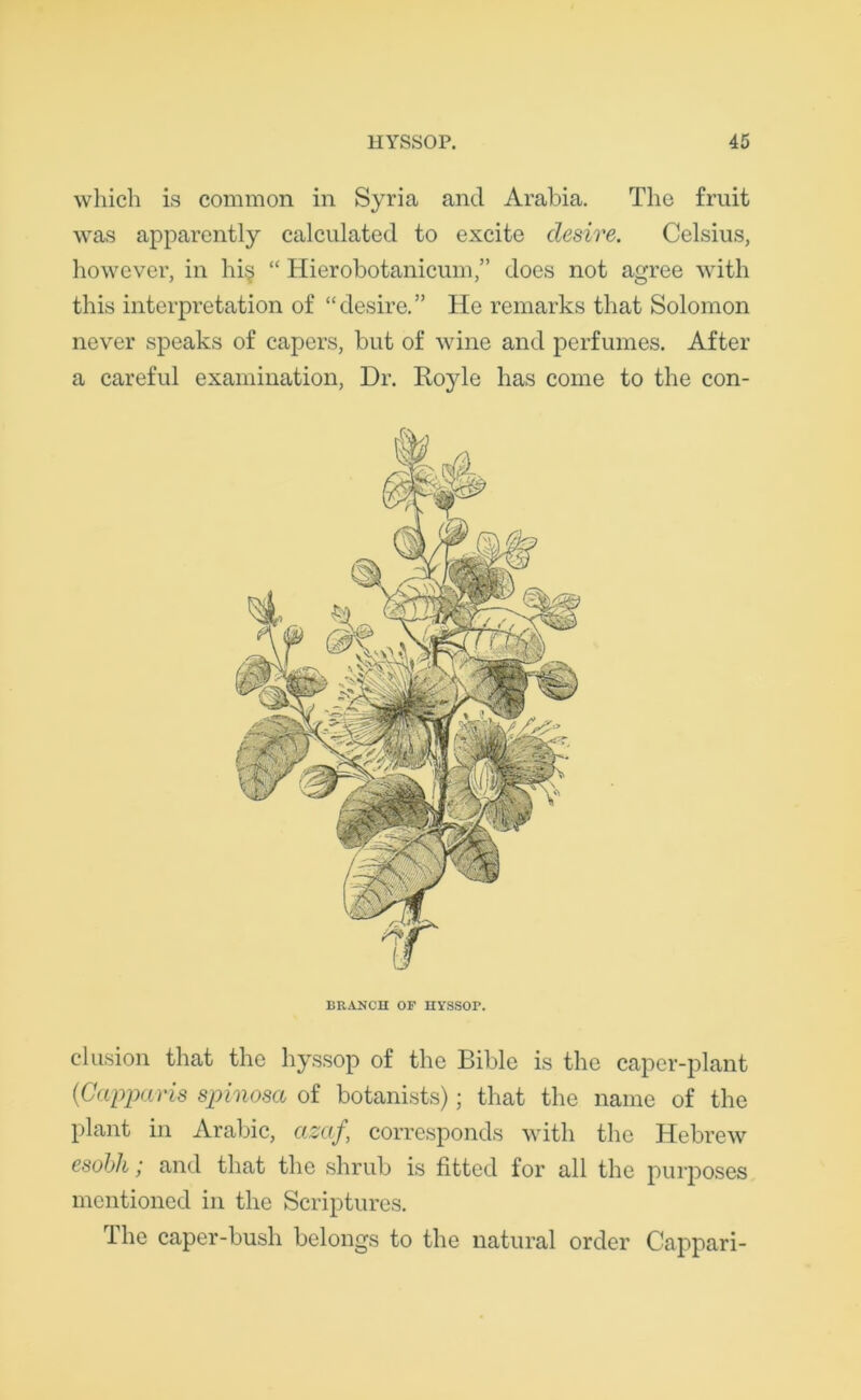 which is common in Syria and Arabia. The fruit was apparently calculated to excite desire. Celsius, however, in hi§ “ Hierobotanicum,” does not agree with this interpretation of “desire.” He remarks that Solomon never speaks of capers, but of wine and perfumes. After a careful examination, Dr. Royle has come to the con- Ii RANCH OF HYSSOP. elusion that the hyssop of the Bible is the caper-plant (Capparis spinosa of botanists); that the name of the plant in Arabic, azaf, corresponds with the Hebrew esobh; and that the shrub is fitted for all the purposes mentioned in the Scriptures. The caper-bush belongs to the natural order Cappari-