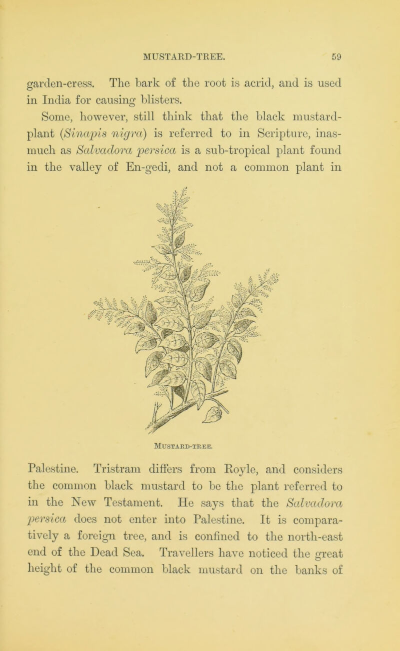 garclen-cress. The bark of the root is acrid, and is used in India for causing blisters. Some, however, still think that the black mustard- plant (Sinapis nigra) is referred to in Scripture, inas- much as Salvadora persica is a sub-tropical plant found in the valley of En-gedi, and not a common plant in Palestine. Tristram differs from Hoyle, and considers the common black mustard to be the plant referred to in the New Testament. He says that the Salvadora persica does not enter into Palestine. It is compara- tively a foreign tree, and is confined to the north-east end of the Dead Sea. Travellers have noticed the great height of the common black mustard on the banks of Mustard-tree.