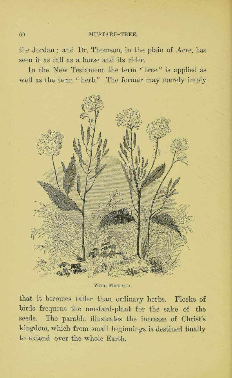 the Jordan; and Dr. Thomson, in the plain of Acre, has seen it as tall as a horse and its rider. In the New Testament the term “ tree ” is applied as well as the term “ herb.” The former may merely imply Wild Mustard. that it becomes taller than ordinary herbs. Flocks of birds frequent the mustard-plant for the sake of the seeds. The parable illustrates the increase of Christ’s kingdom, which from small beginnings is destined finally to extend over the whole Earth.