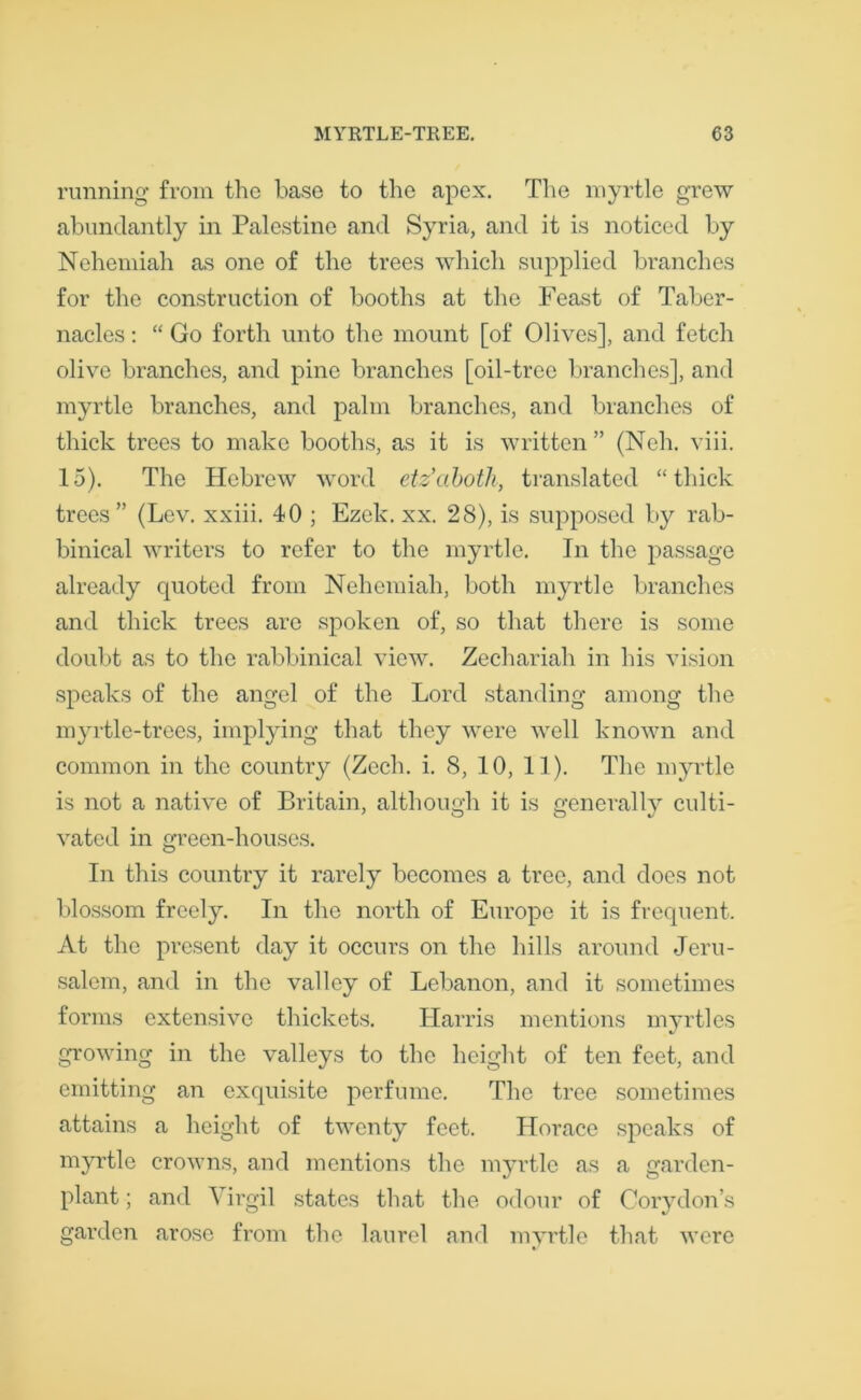 running from the base to the apex. The myrtle grew abundantly in Palestine and Syria, and it is noticed by Nehemiah as one of the trees which supplied branches for the construction of booths at the Feast of Taber- nacles : “ Go forth unto the mount [of Olives], and fetch olive branches, and pine branches [oil-tree branches], and myrtle branches, and palm branches, and branches of thick trees to make booths, as it is written ” (Neh. viii. 15). The Hebrew word etz’aboth, translated “thick trees” (Lev. xxiii. 40 ; Ezek. xx. 28), is supposed by rab- binical writers to refer to the myrtle. In the passage already quoted from Nehemiah, both myrtle branches and thick trees are spoken of, so that there is some doubt as to the rabbinical view. Zechariah in his vision speaks of the angel of the Lord standing among the myrtle-trees, implying that they were well known and common in the country (Zech. i. 8, 10, 11). The myrtle is not a native of Britain, although it is generally culti- vated in green-houses. In this country it rarely becomes a tree, and does not blossom freely. In the north of Europe it is frequent. At the present day it occurs on the hills around Jeru- salem, and in the valley of Lebanon, and it sometimes forms extensive thickets. Harris mentions myrtles growing in the valleys to the height of ten feet, and emitting an exquisite perfume. The tree sometimes attains a height of twenty feet. Horace speaks of myrtle crowns, and mentions the myrtle as a garden- plant ; and Virgil states that the odour of Corydon’s garden arose from the laurel and myrtle that were