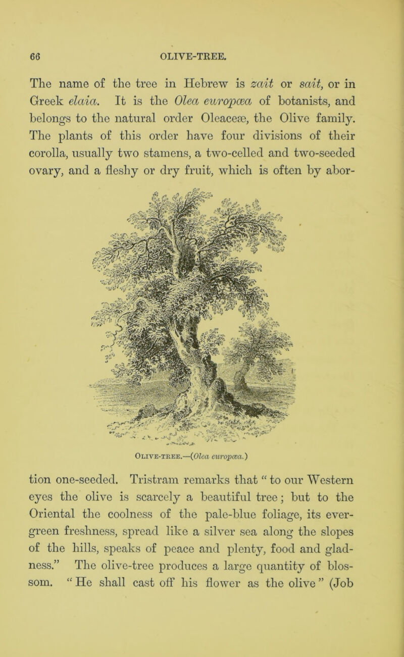 The name of the tree in Hebrew is zait or sait, or in Greek elaict. It is the Olea europcea of botanists, and belongs to the natural order Oleacese, the Olive family. The plants of this order have four divisions of their corolla, usually two stamens, a two-celled and two-seeded ovary, and a fleshy or dry fruit, which is often by abor- Olive-tree.—(Olea europcca.) tion one-seeded. Tristram remarks that “ to our Western eyes the olive is scarcely a beautiful tree; but to the Oriental the coolness of the pale-blue foliage, its ever- green freshness, spread like a silver sea along the slopes of the hills, speaks of peace and plenty, food and glad- ness.” The olive-tree produces a large quantity of blos- som. “ He shall cast off his flower as the olive ” (Job