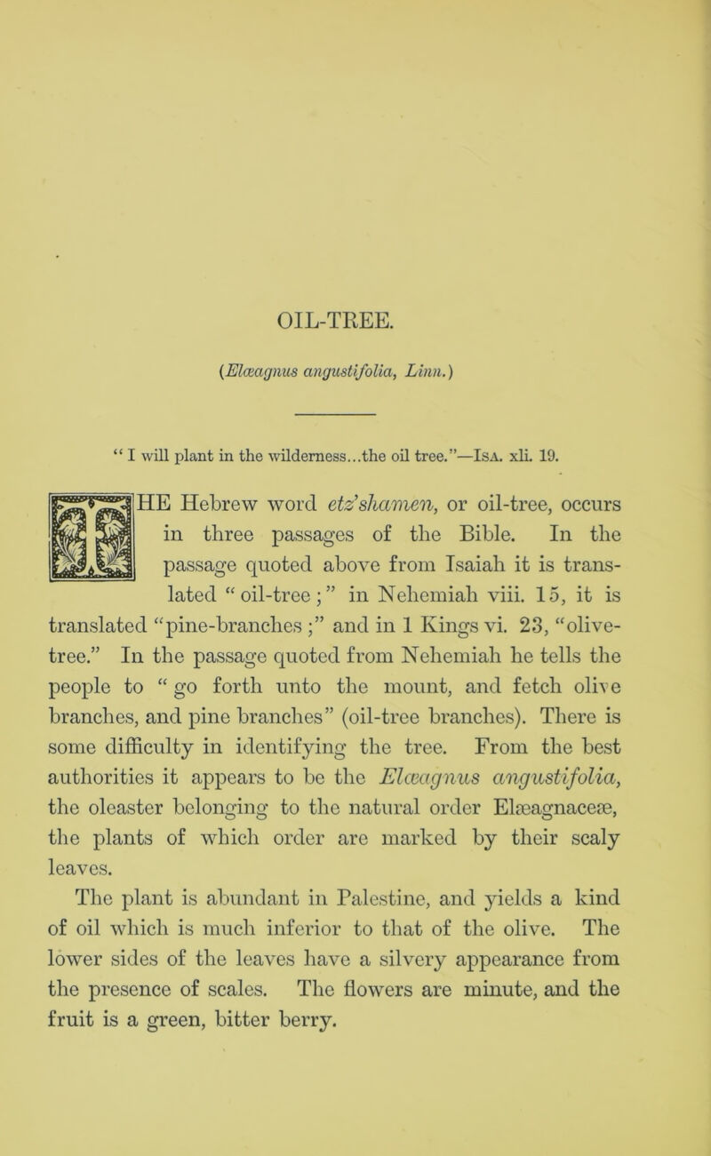 (Elceagnus angustifolia, Linn.) “ I will plant in the wilderness...the oil tree.”—Isa. xli. 19. HE Hebrew word etz’shctmen, or oil-tree, occurs in three passages of the Bible. In the passage quoted above from Isaiah it is trans- lated “ oil-tree;” in Neliemiah viii. 15, it is translated “pine-branches and in 1 Kings vi. 23, “olive- tree.” In the passage quoted from Nehemiah he tells the people to “ go forth unto the mount, and fetch olive branches, and pine branches” (oil-tree branches). There is some difficulty in identifying the tree. From the best authorities it appears to be the Elceagnus angustifolia, the oleaster belonging to the natural order Elmagnacere, the plants of which order are marked by their scaly leaves. The plant is abundant in Palestine, and yields a kind of oil which is much inferior to that of the olive. The lower sides of the leaves have a silvery appearance from the presence of scales. The flowers are minute, and the fruit is a green, bitter berry.